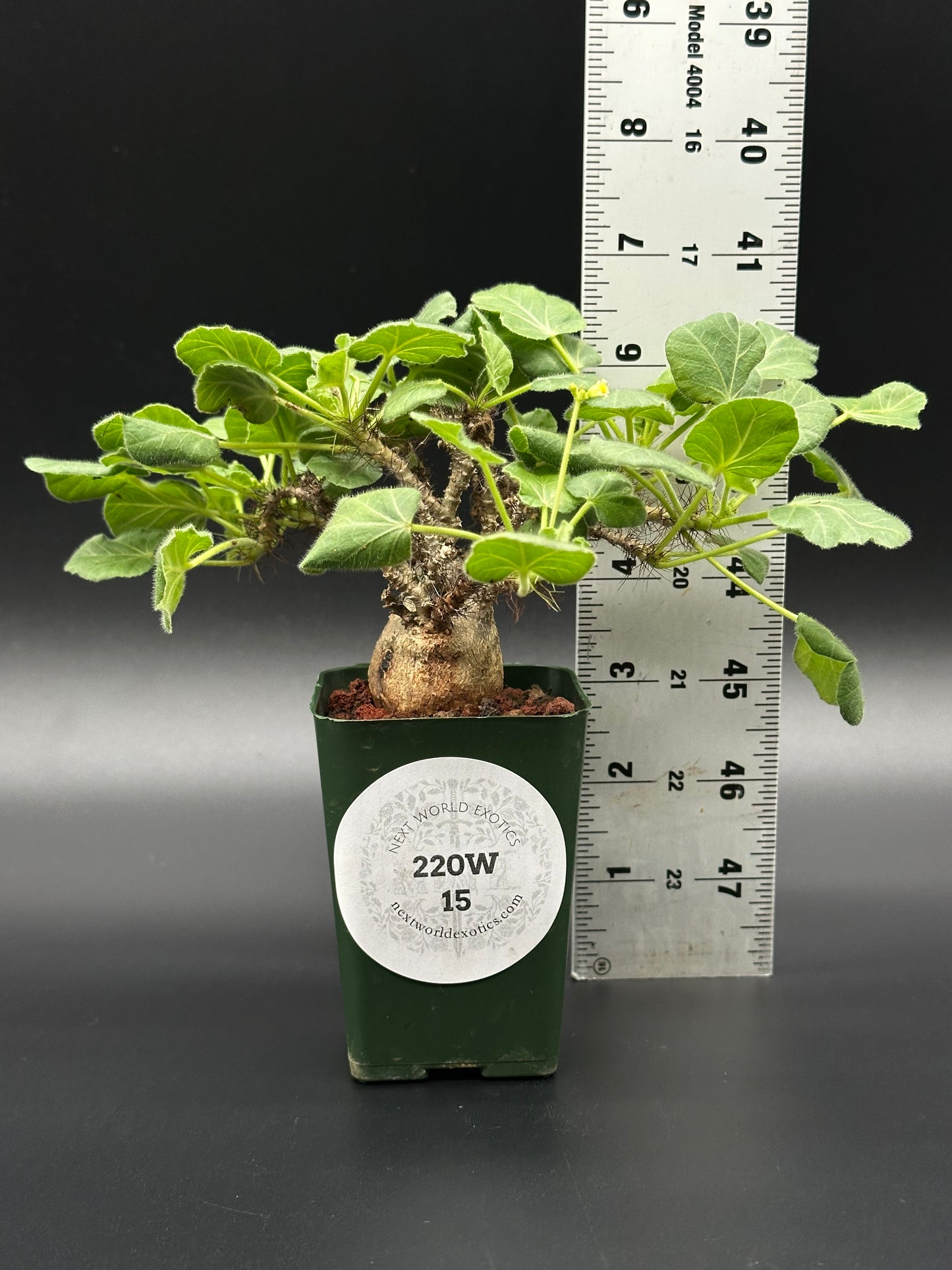 Jatropha Marginata plant in a 2.25-inch pot, shown beside a measuring ruler, highlighting its size as part of Next World Exotics' rare houseplant collection.