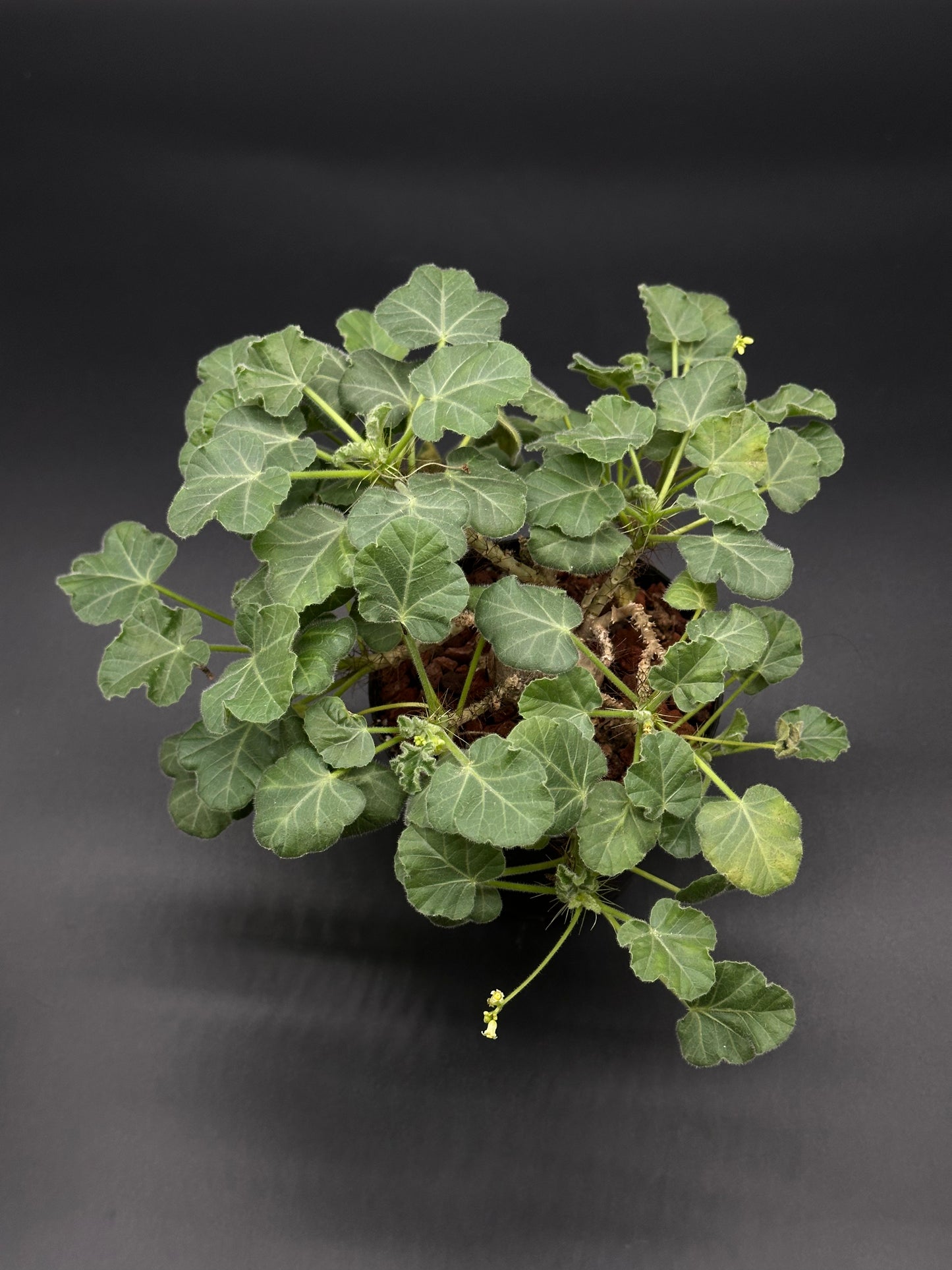 Jatropha Marginata in a 2.25-inch pot, featuring close-up views of its distinctive leaves, offered by Next World Exotics for tropical plant enthusiasts.