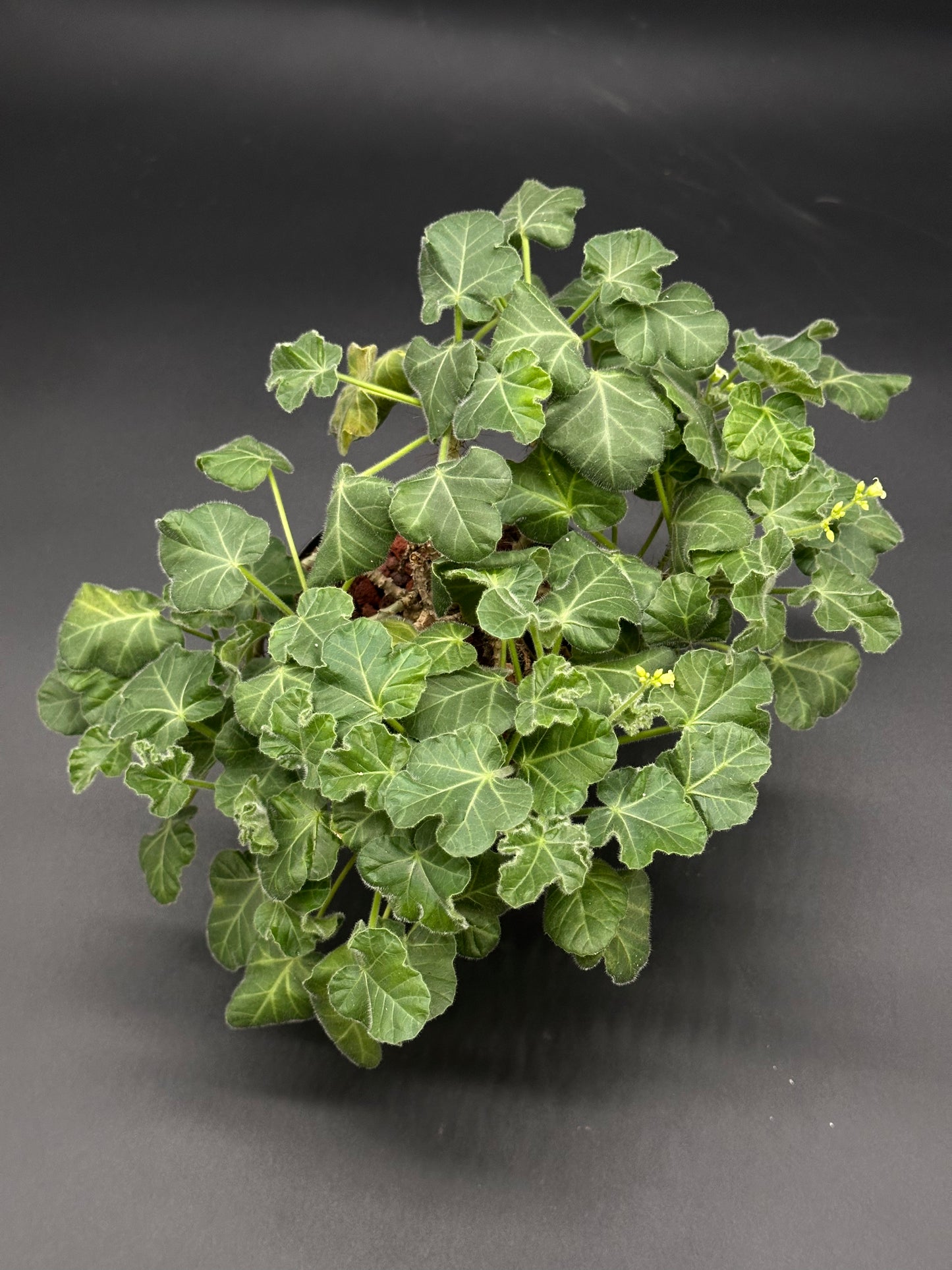 Jatropha Marginata in a 4-inch pot, showcasing lush green leaves, perfect for exotic houseplant enthusiasts looking for unique tropical varieties.