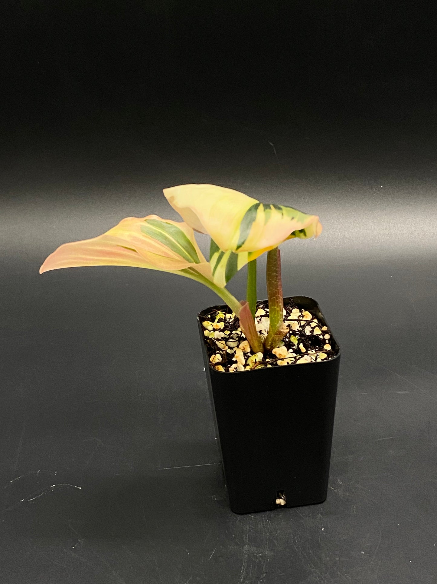 Kaempferia Pulchra Pink/White (130W031), a young tropical cutting in a black nursery pot, features cream, pink-peach, and green striped leaves in perlite-rich mix.