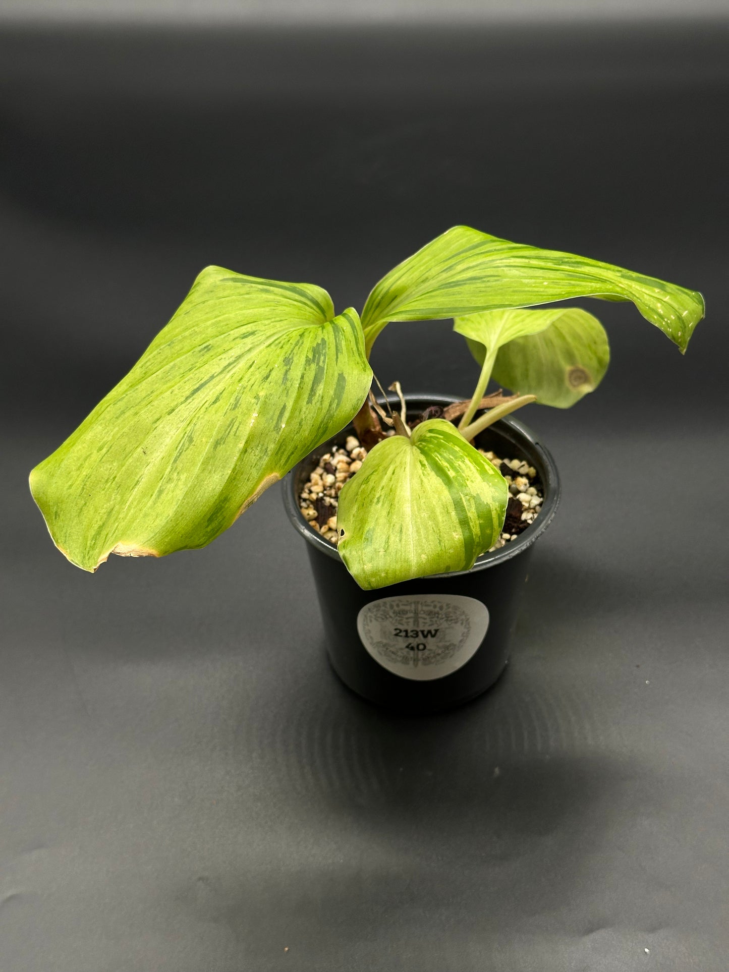 Kaempferia Pulchra Variegated in a 4-inch pot, showcasing lush green leaves with pink stripes, ideal for exotic houseplant collections.