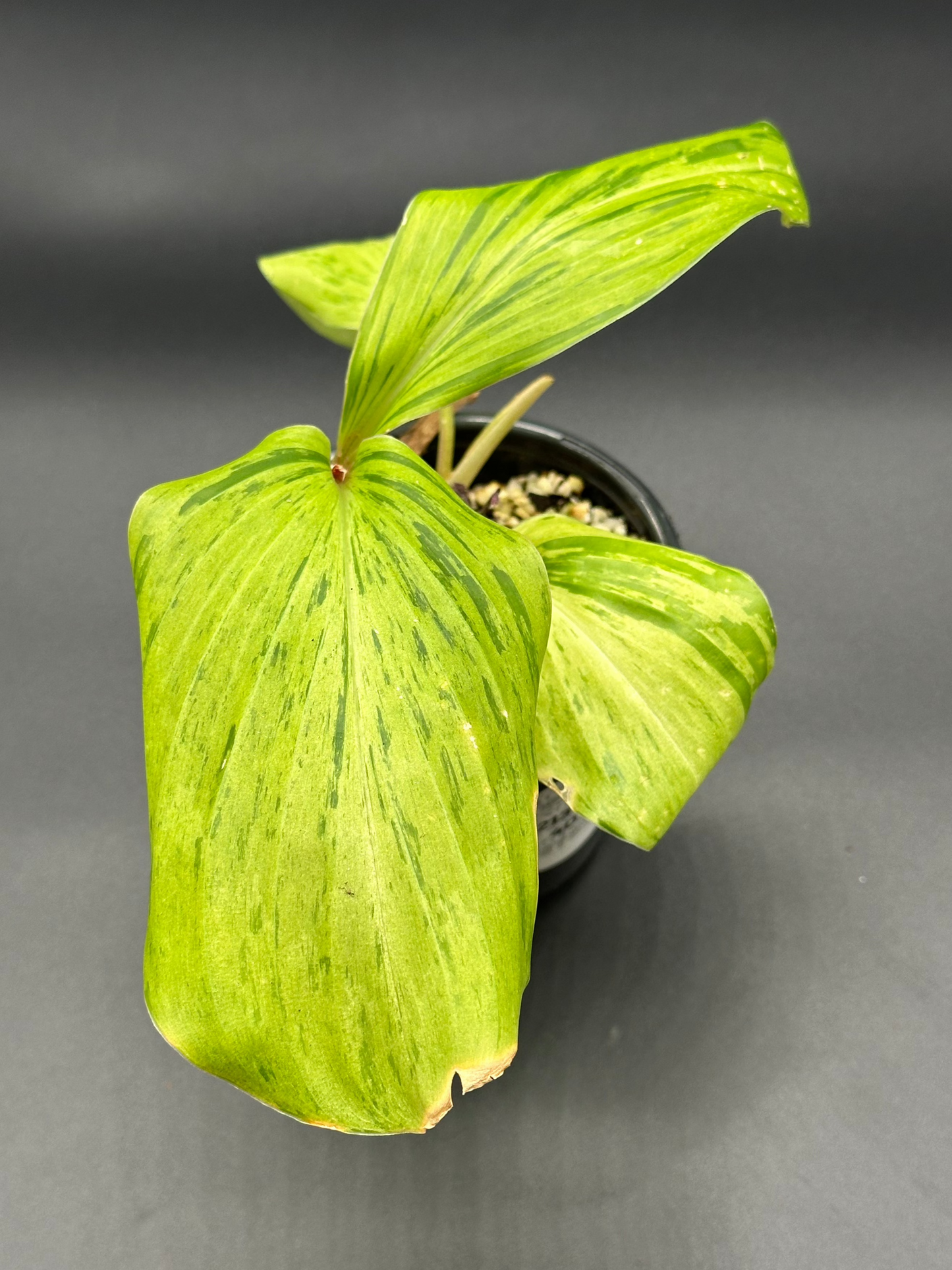Kaempferia Pulchra Variegated plant with striped pink variegation in a 4-inch pot, showcasing lush green leaves. Perfect for exotic houseplant enthusiasts.