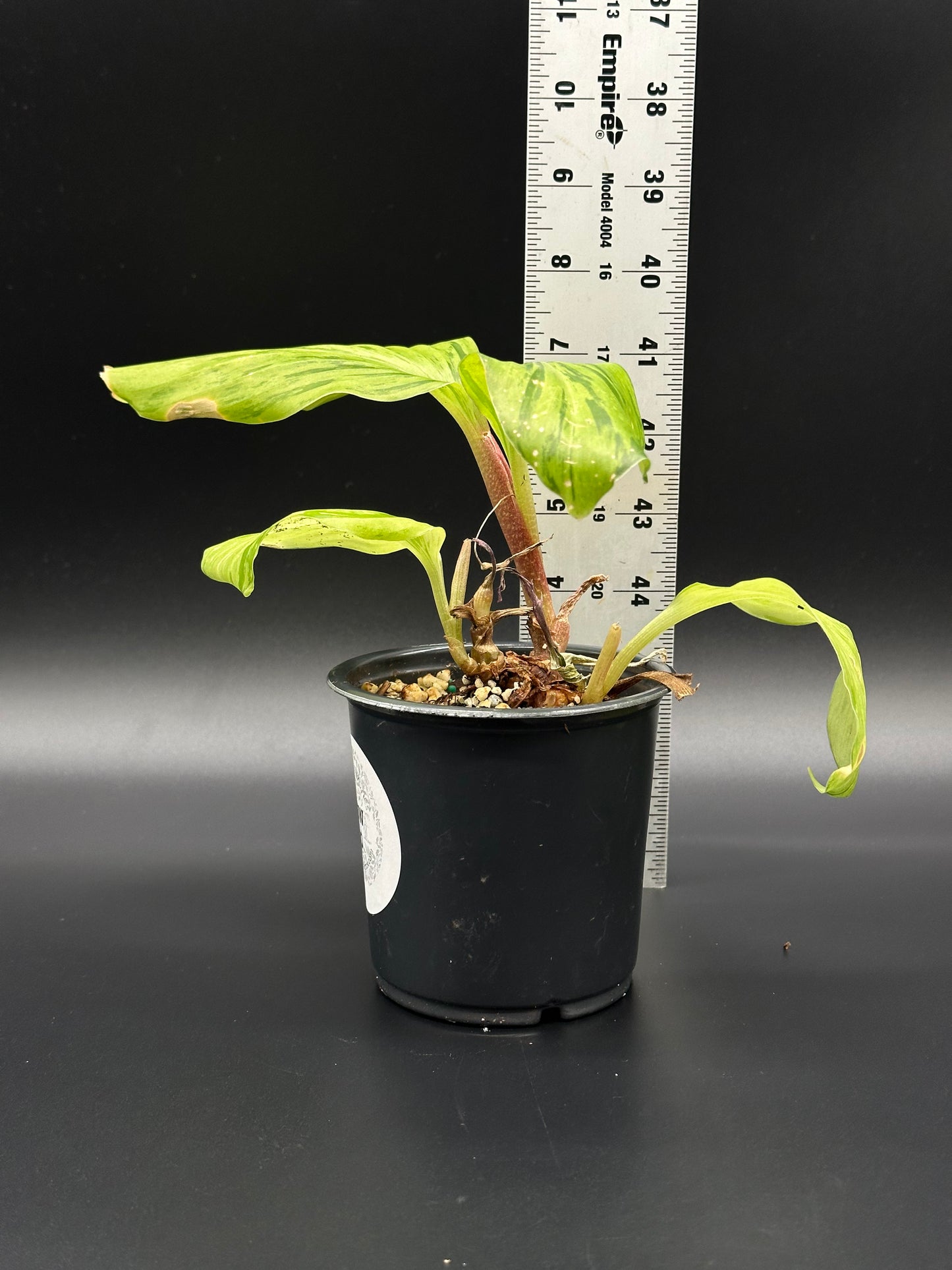 Kaempferia Pulchra Variegated (213W40) in a 4-inch pot with a ruler for scale, showcasing its striped pink variegation.