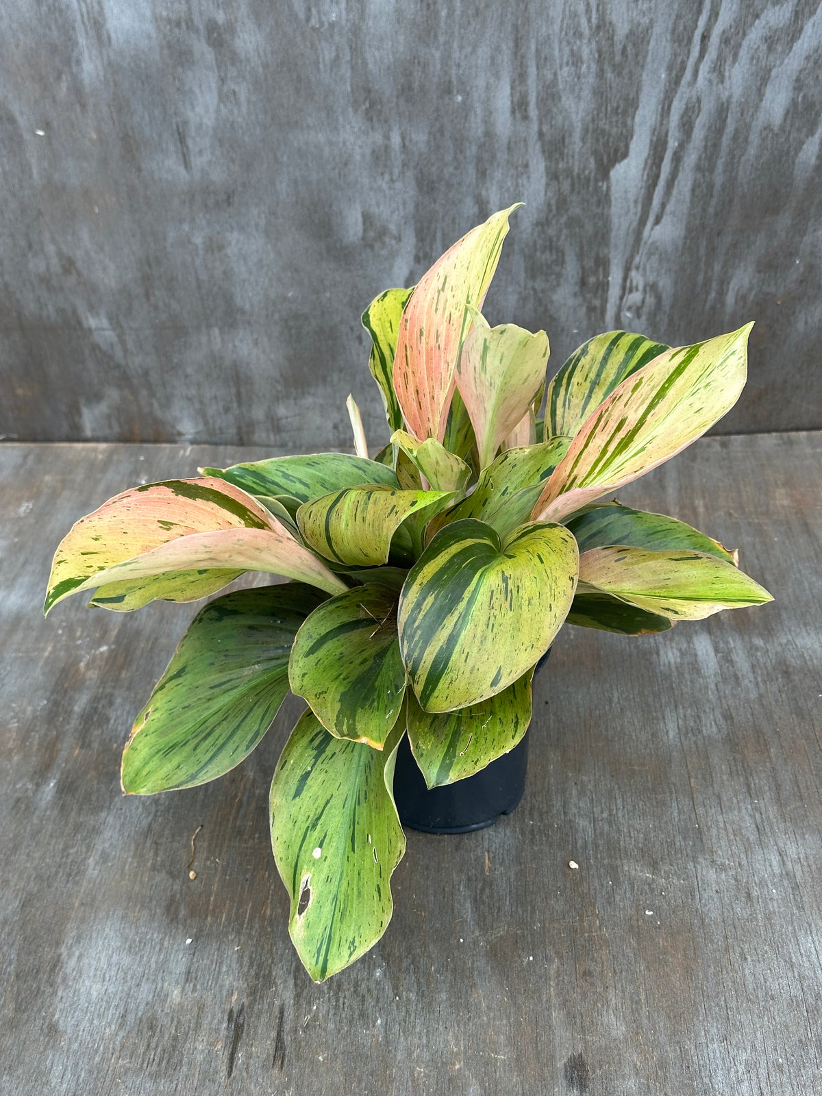 Kaempferia Pulchra Variegated