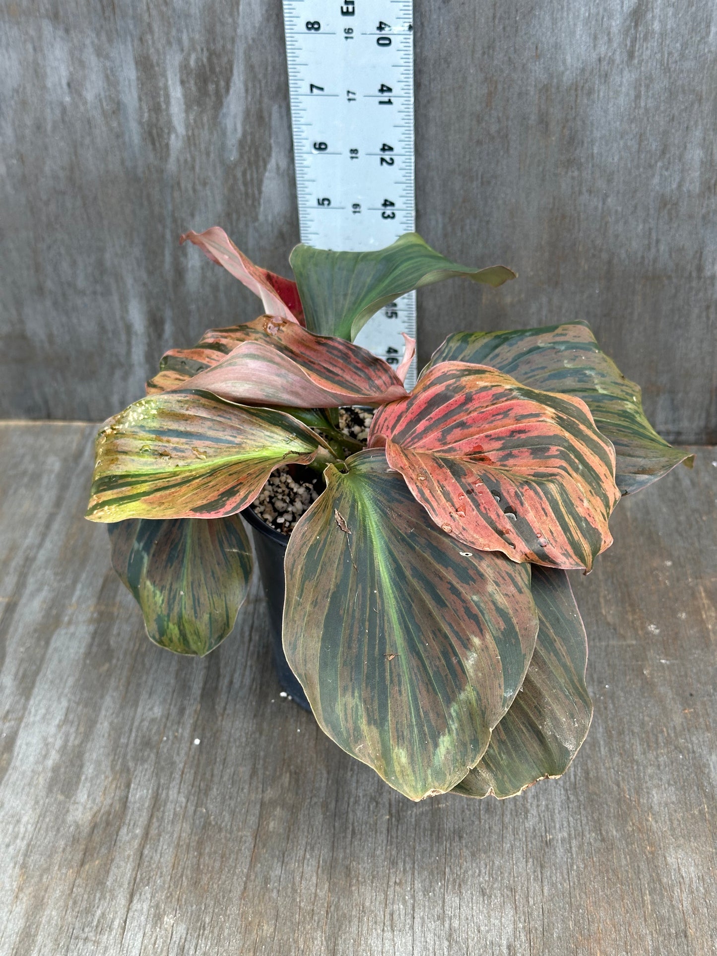 Kaempferia Pulchra Variegated Red