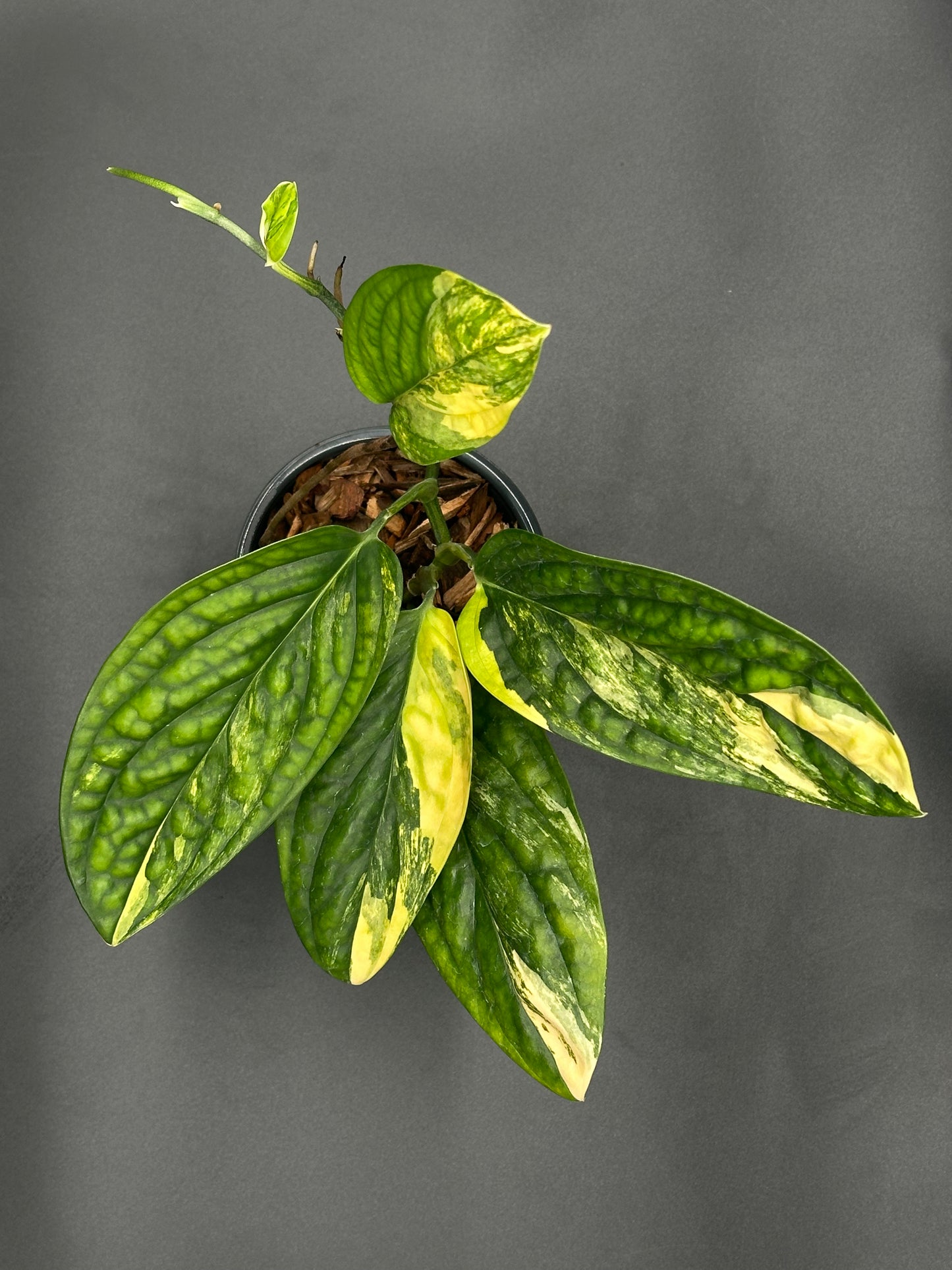 Monstera Karstenianum 'Peru' Variegated in a 4-inch pot, showcasing its unique leaf patterns and staked for optimal growth.