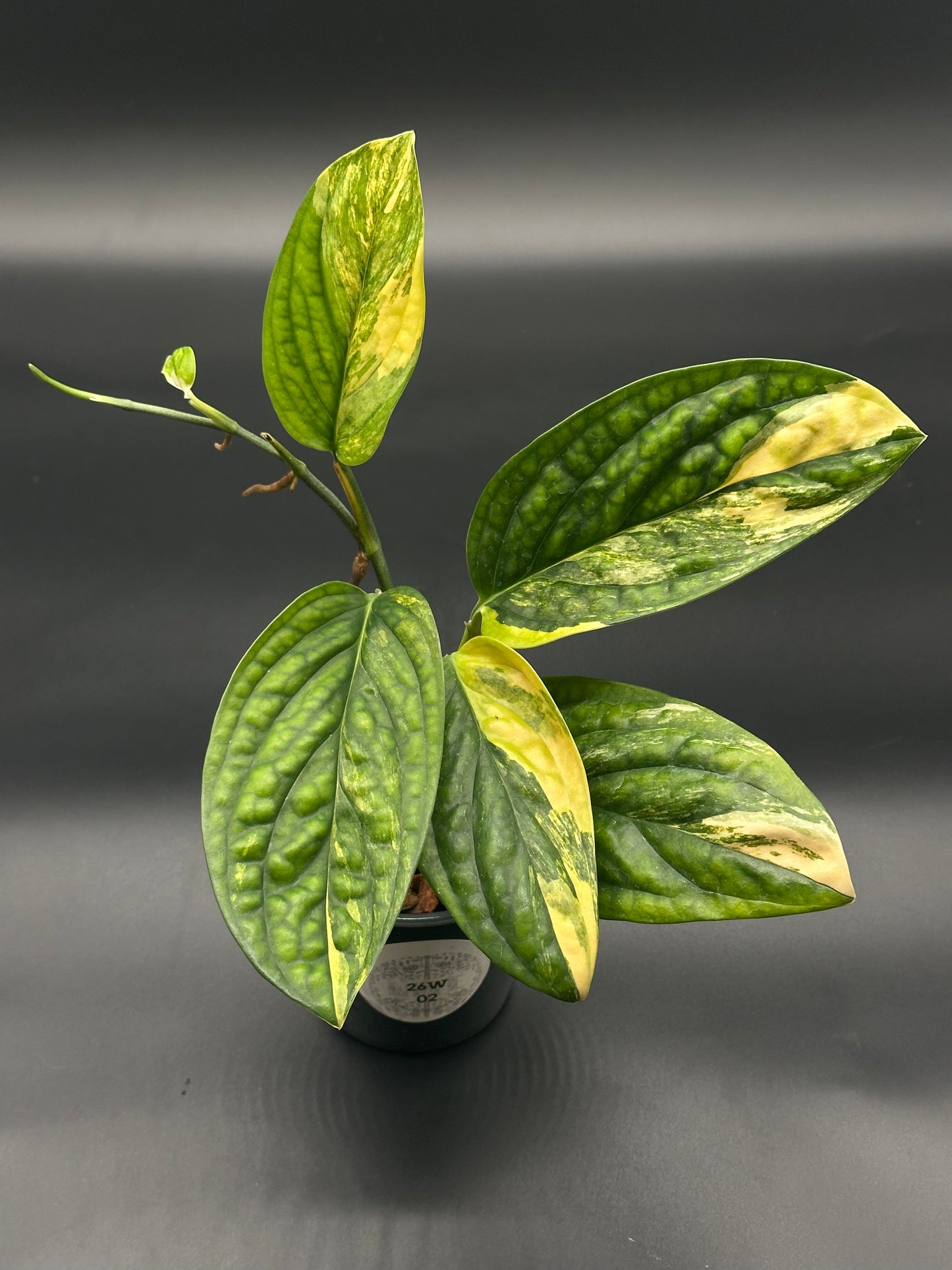 Monstera Karstenianum 'Peru' Variegated staked in a 4-inch pot, showcasing its distinct green and yellow foliage, ideal for exotic plant collectors.