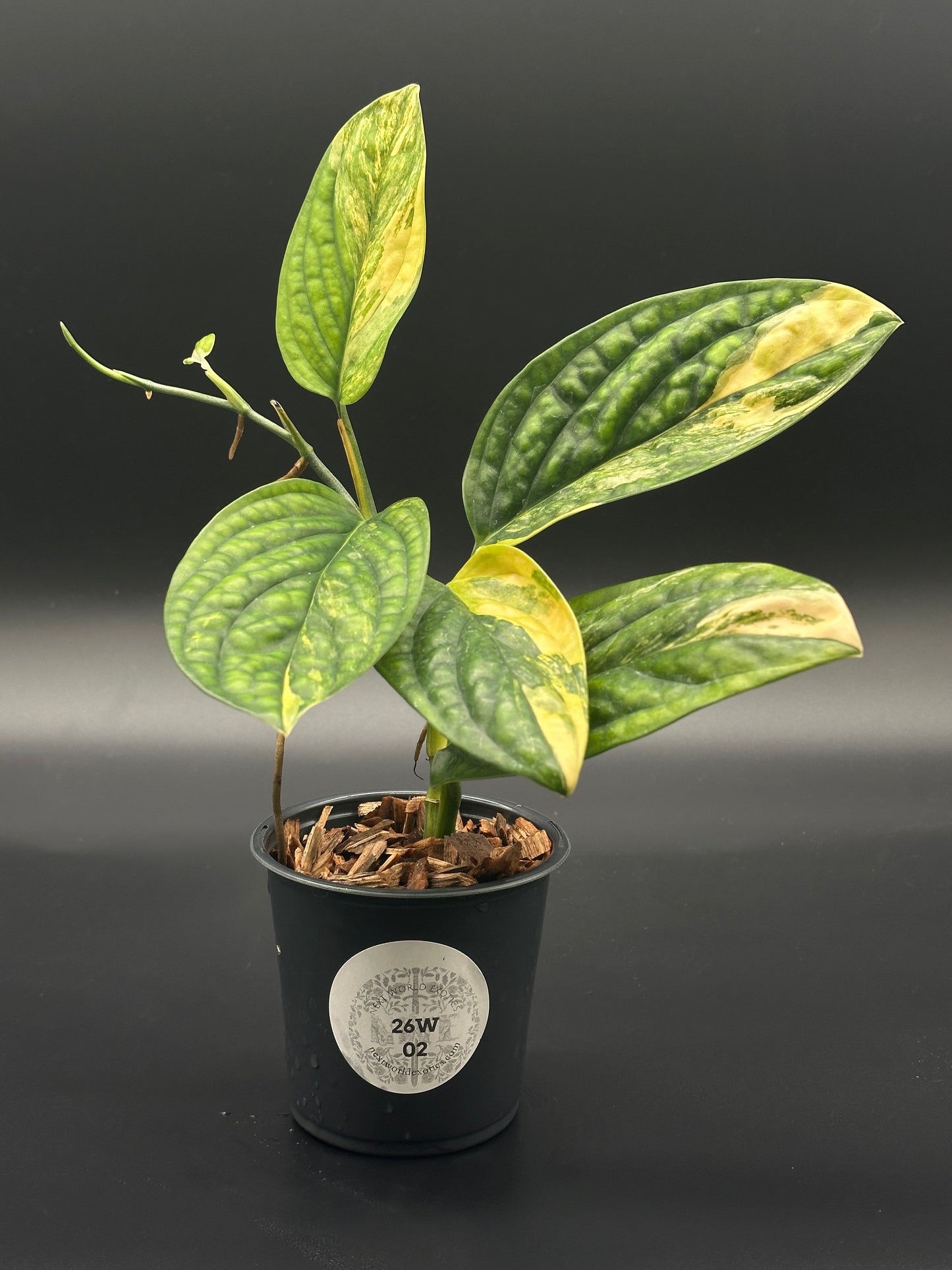 Monstera Karstenianum 'Peru' in a 4-inch pot, showcasing its distinct variegated leaves, perfect for exotic houseplant enthusiasts.