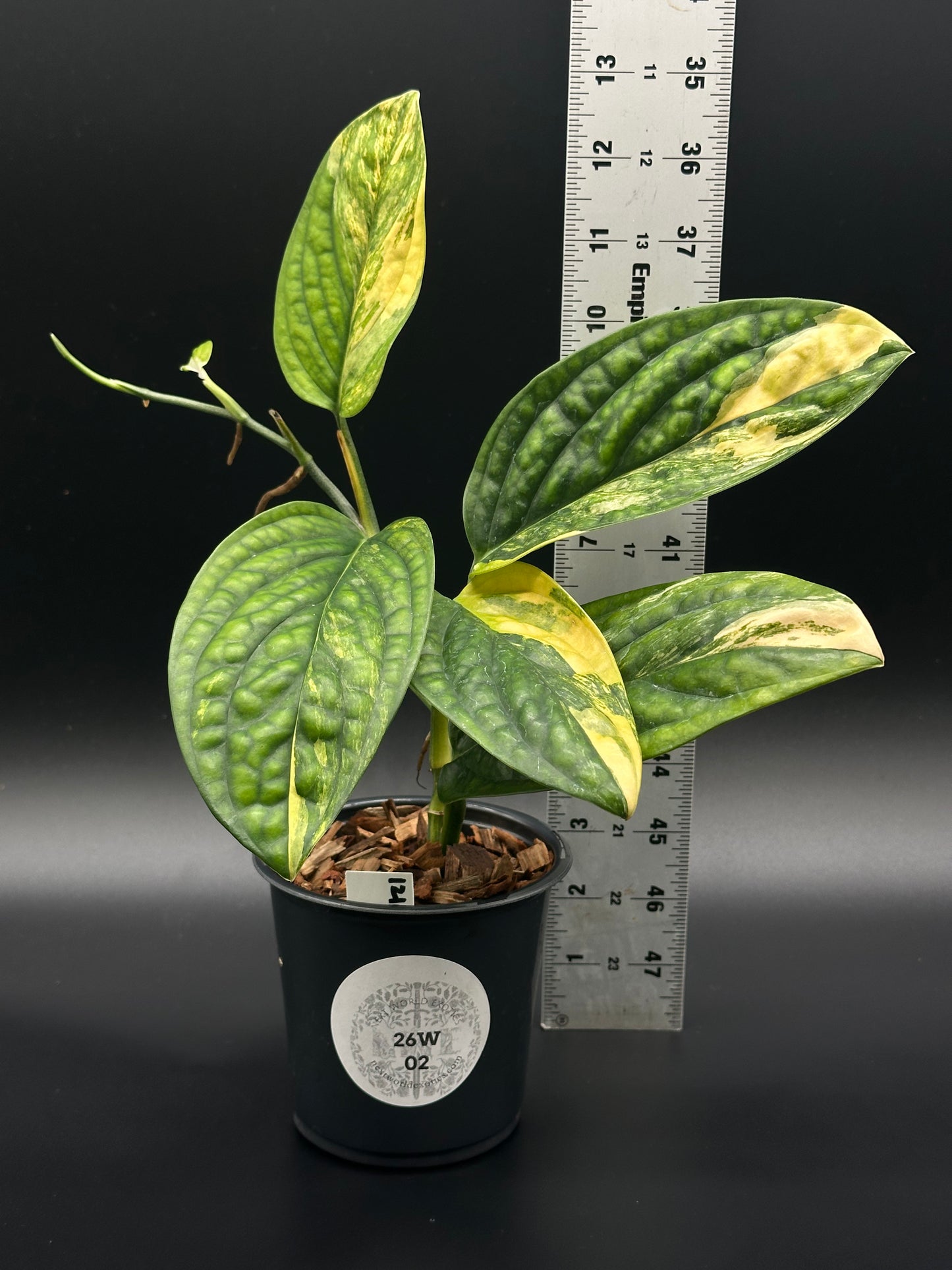 Monstera Karstenianum 'Peru' staked in a 4-inch pot with visible ruler for scale, highlighting its unique variegated foliage.