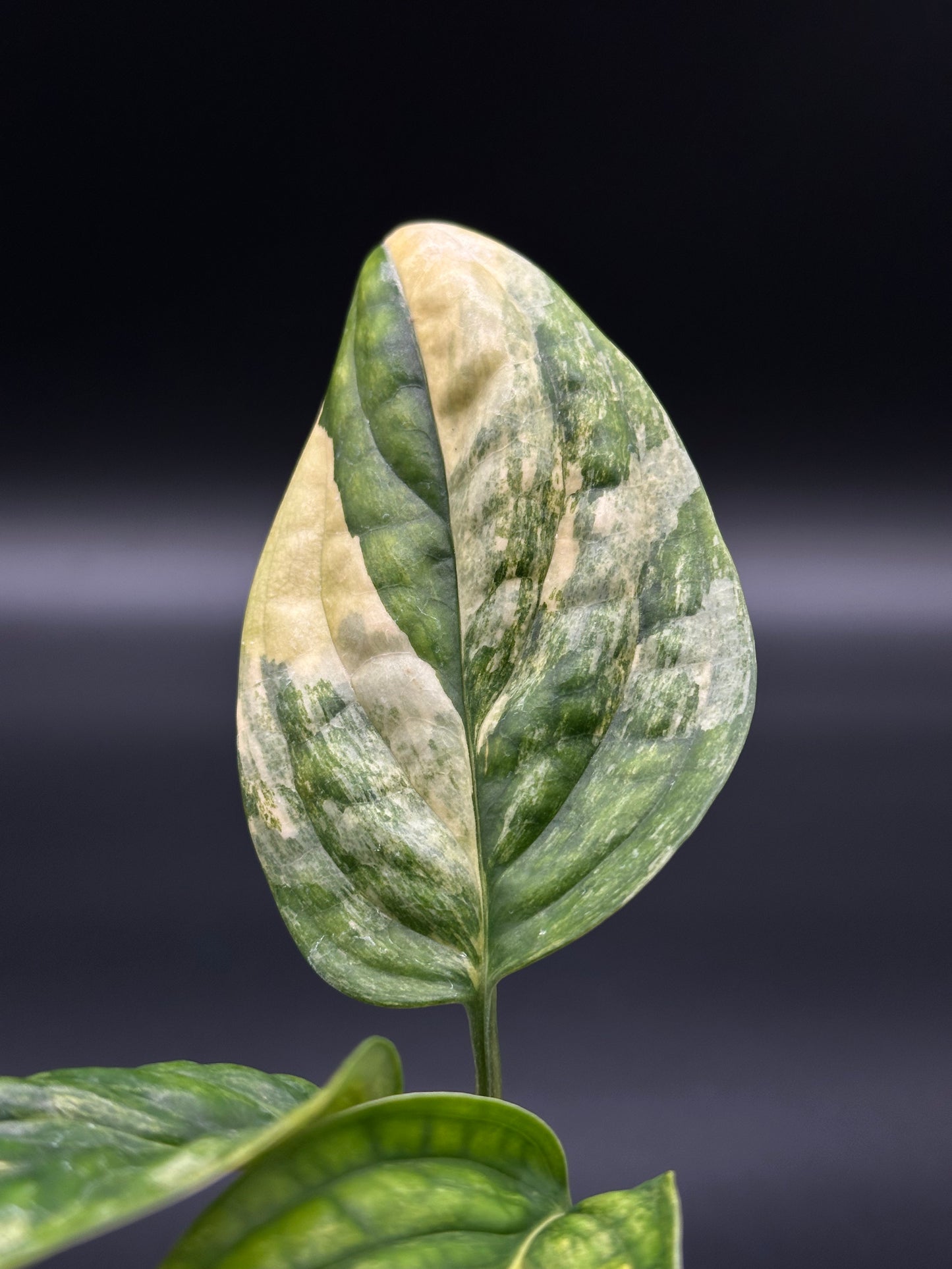 Close-up of Monstera Karstenianum 'Peru' leaf, highlighting its texture. The plant is in a 4-inch pot from Next World Exotics.