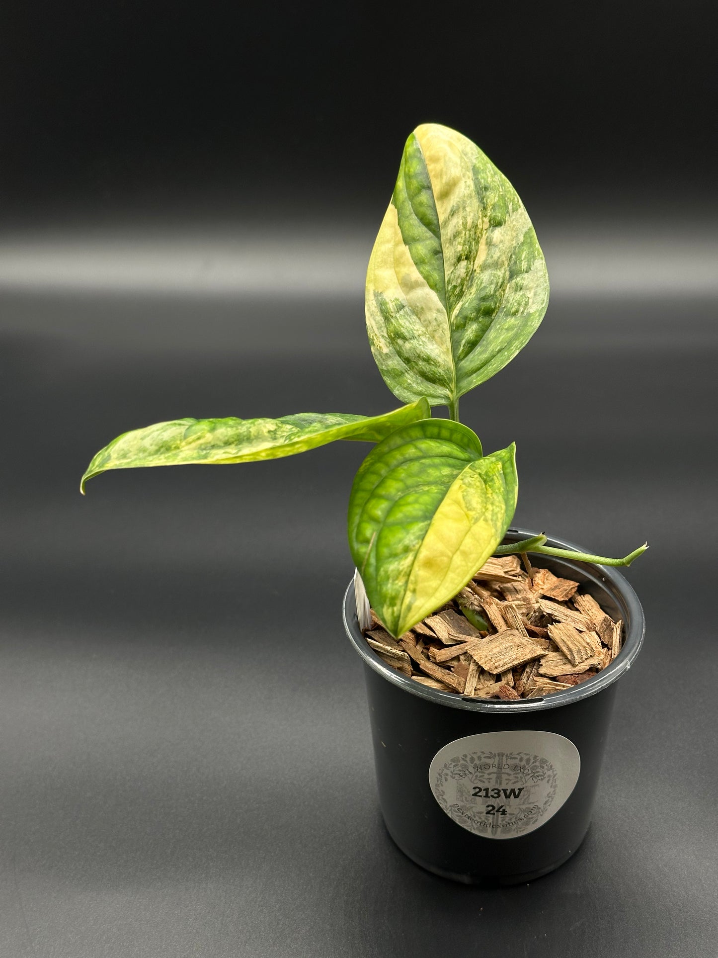 Monstera Karstenianum 'Peru' Variegated (213W24) in a 4-inch pot, showcasing vibrant leaves, ideal for collectors and plant enthusiasts.