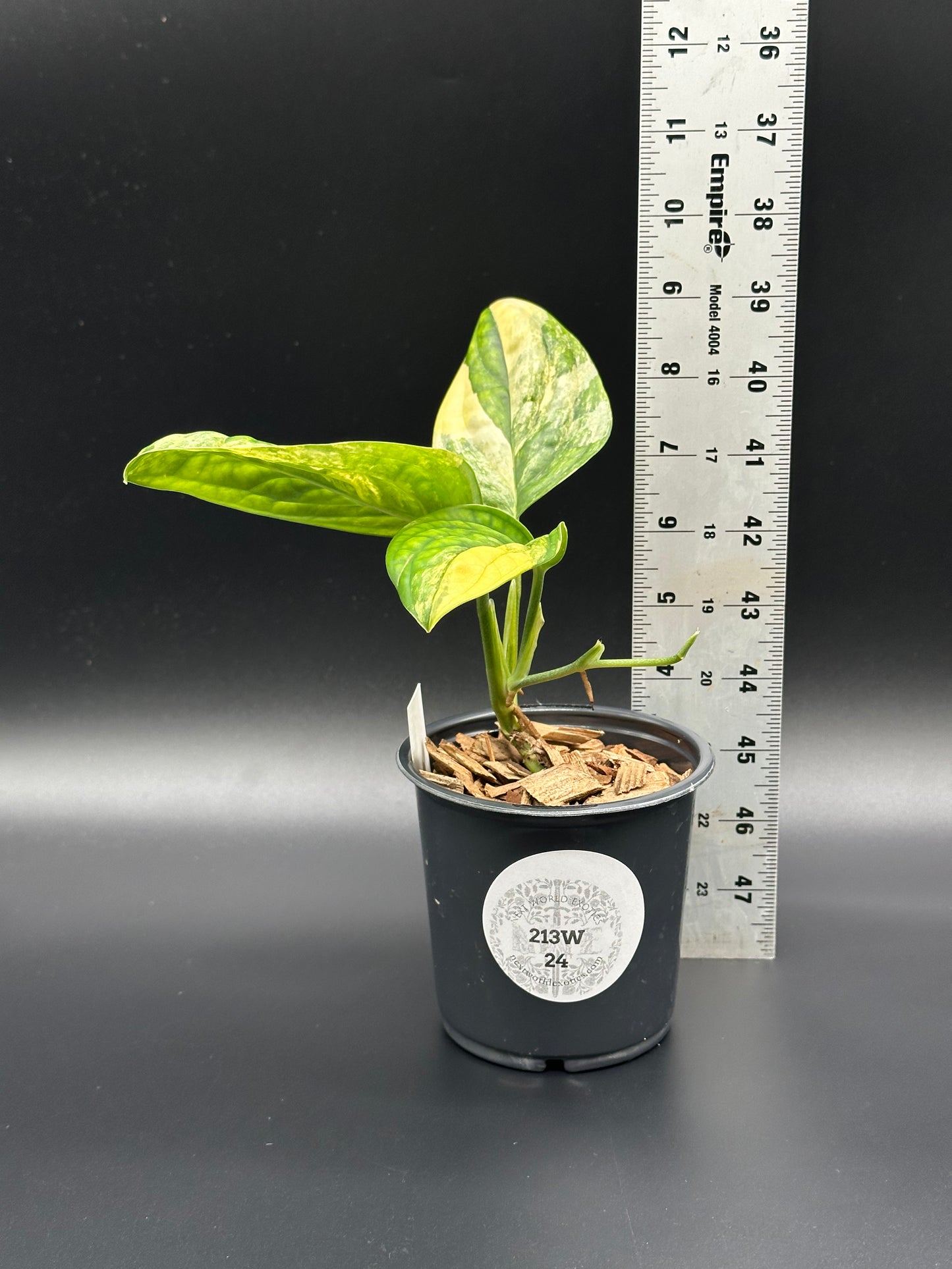 Monstera Karstenianum 'Peru' Variegated plant in a 4-inch pot, with a ruler for scale, highlighting its growth.