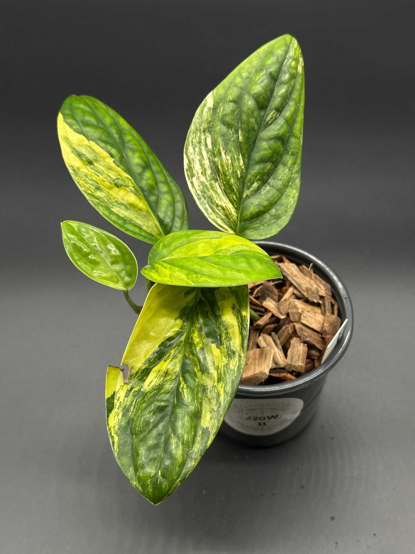 Monstera Karstenianum 'Peru' variegated plant in a 4-inch pot, showcasing its distinctively textured leaves. Perfect for exotic houseplant enthusiasts.