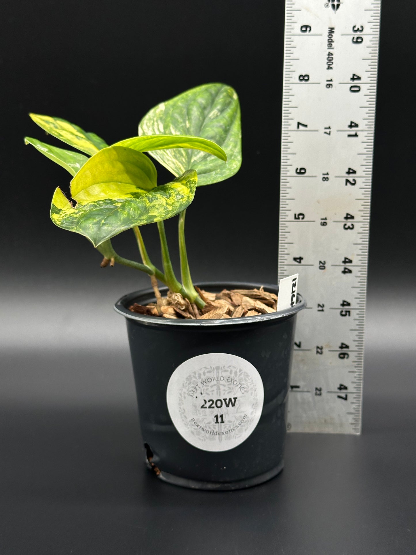 Monstera Karstenianum 'Peru' Variegated in a 4-inch pot, shown with a ruler for scale. Perfect for exotic houseplant enthusiasts.