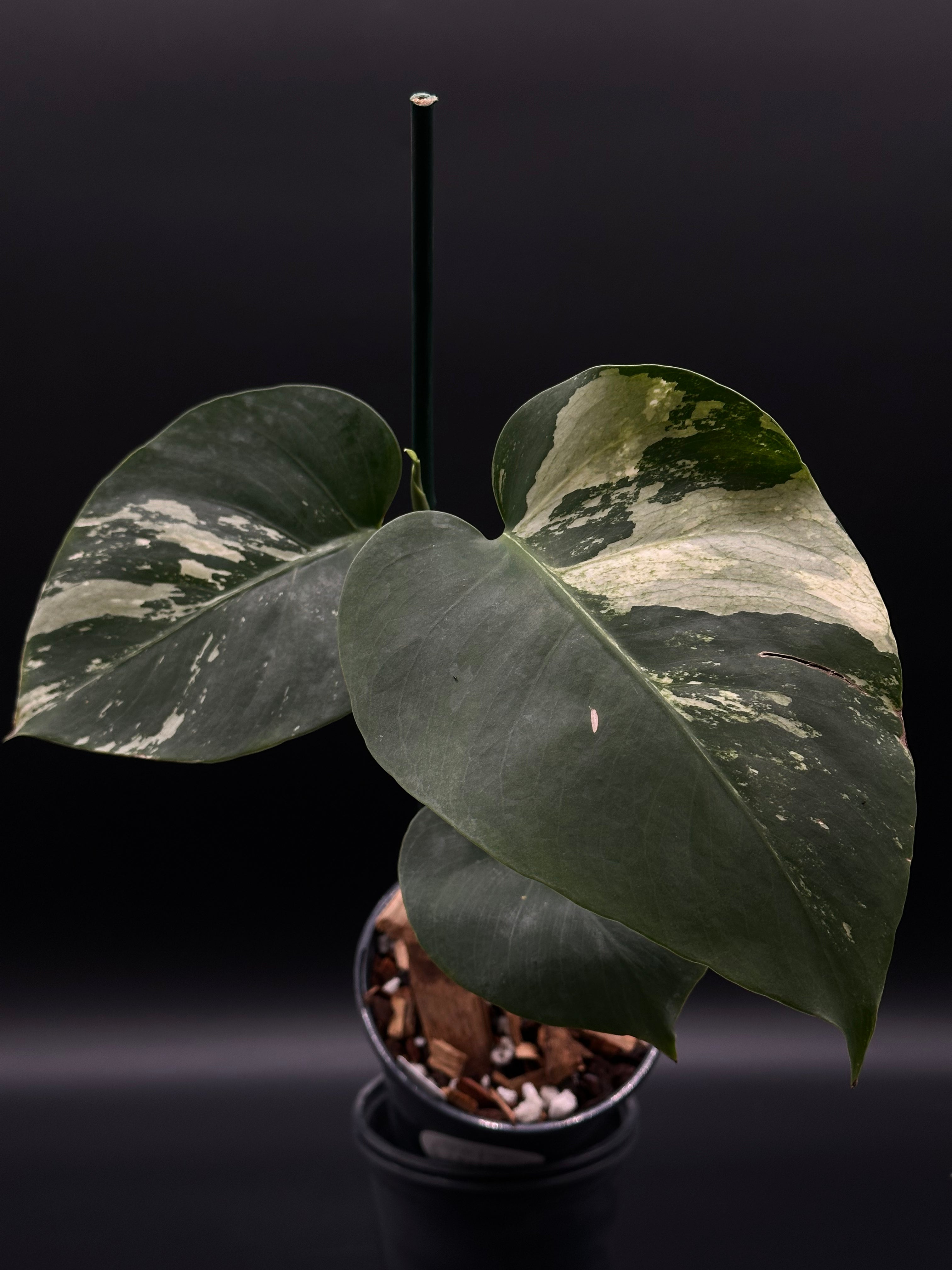 noid philodendron Monstera sp. 'Mint NOID' (522W14) – Next World Exotics