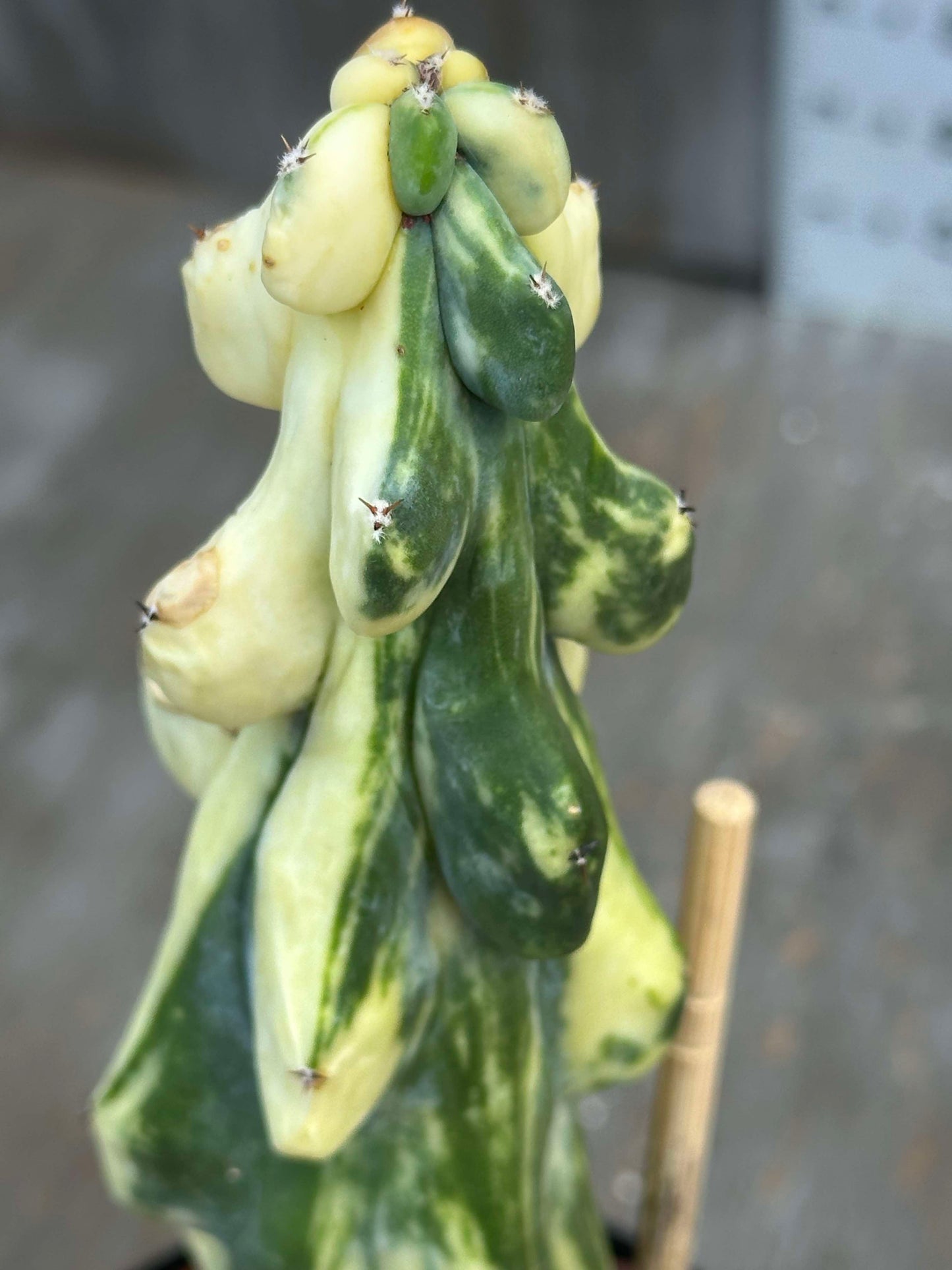 Myrtillocactus Geometrizans 'Fukurokuryuzinboku' Variegated (MGFV1) 🌱 close-up showing ribbed, variegated green and white plant in a 4-inch pot.