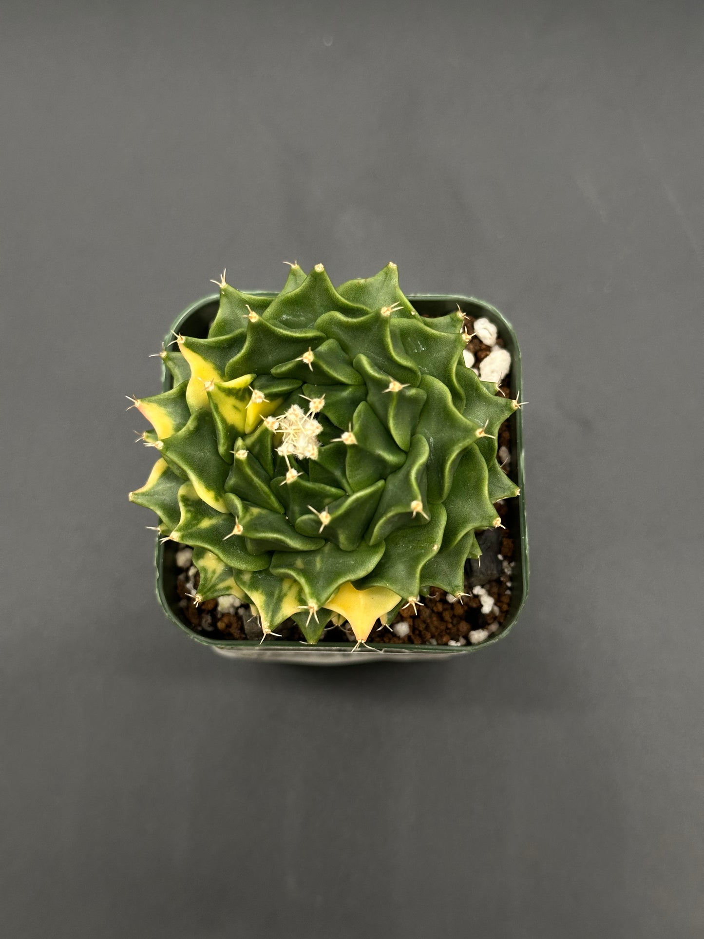 Obregonia Denegrii Variegated (417W15) cactus in a small pot, featuring distinct variegated patterns, ideal for collectors of exotic houseplants.