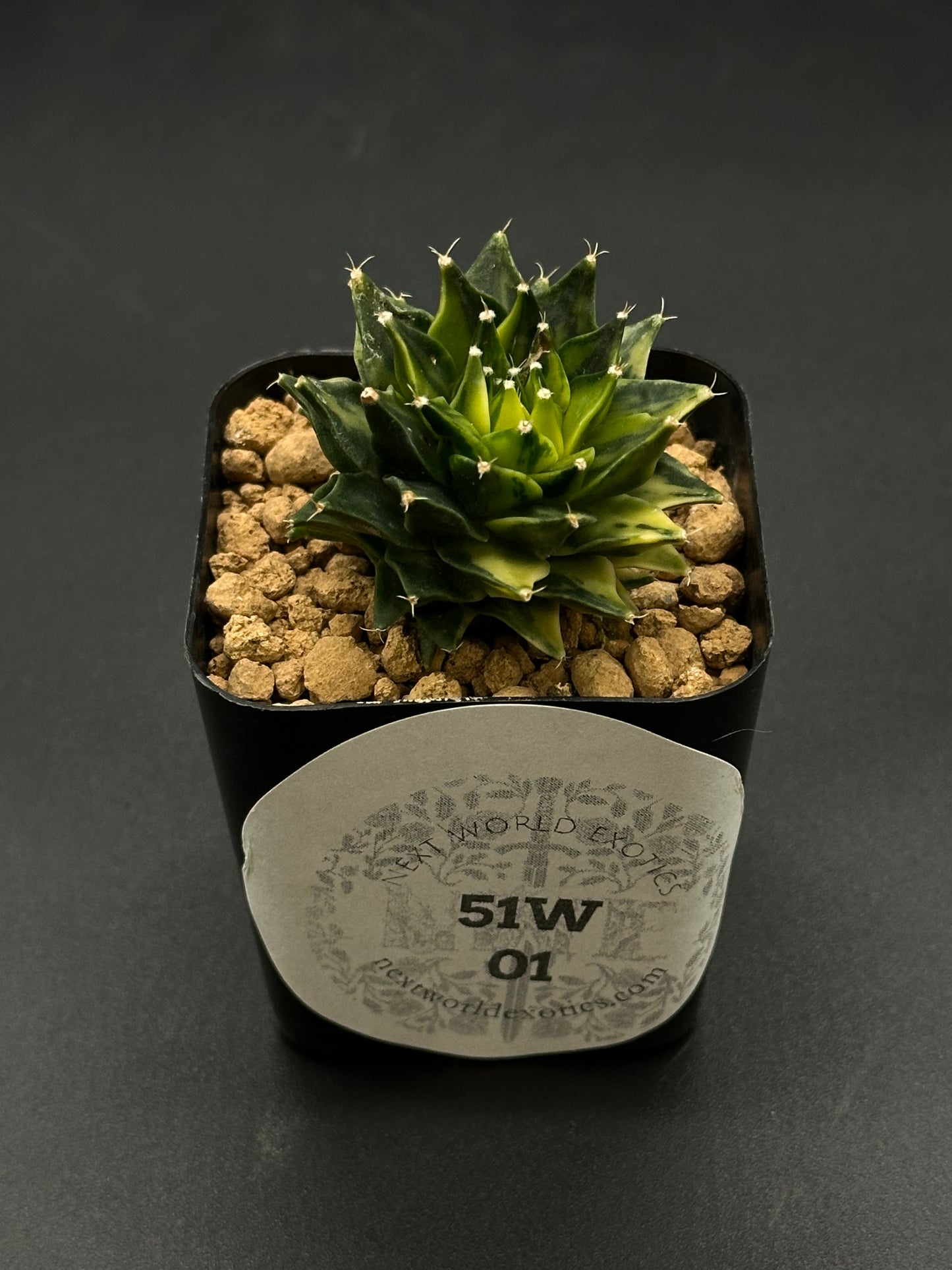 Obregonia Denegrii Variegated in a 2.25-inch pot, showcasing its unique structure, part of Next World Exotics' rare tropical houseplant collection.