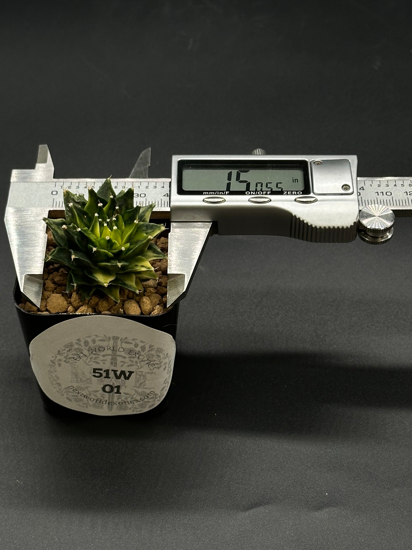 Obregonia Denegrii Variegated (51W01) in a 2.25-inch pot, accompanied by a measuring device, highlighting its unique variegation. Perfect for exotic houseplant collectors.