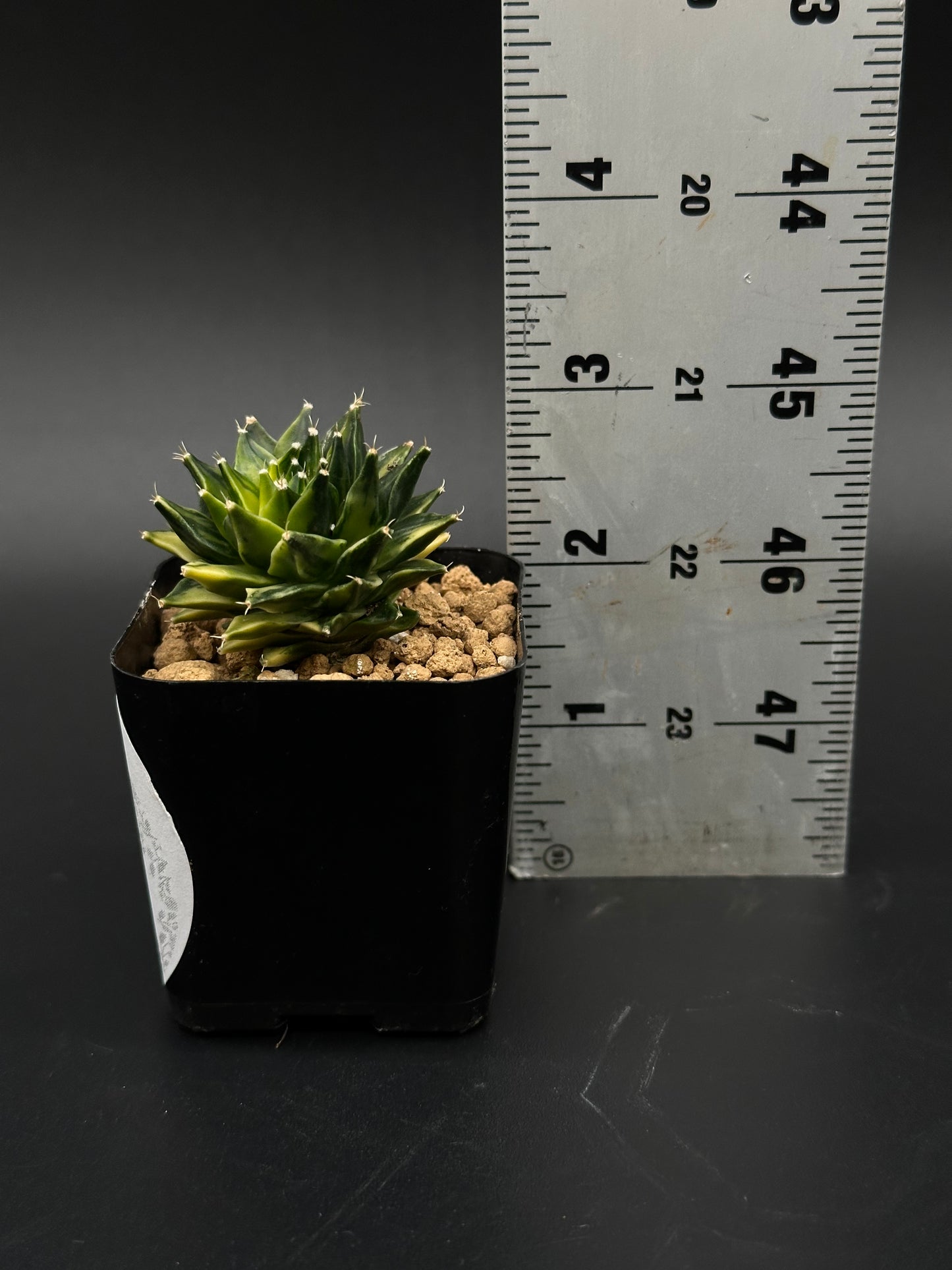 Obregonia Denegrii Variegated in a black 2.25-inch pot, shown beside a ruler for scale, featuring sharp spikes, from Next World Exotics collection.