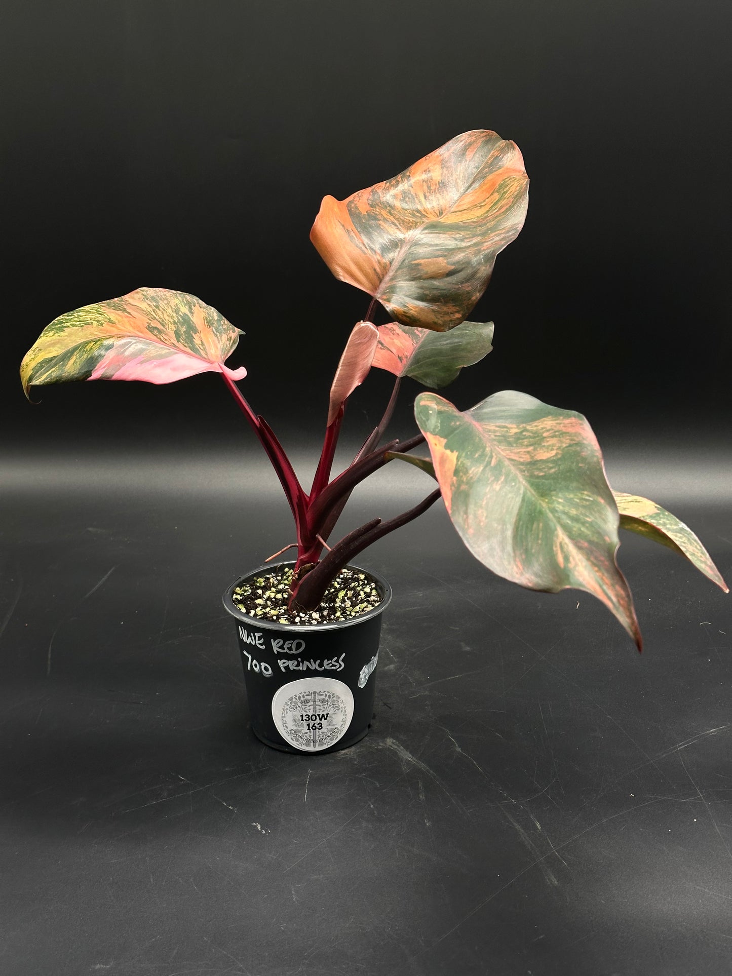 Philodendron 'Red Princess' (130W163) in a black nursery pot, featuring reddish-purple stems and glossy, variegated leaves in early growth stage.