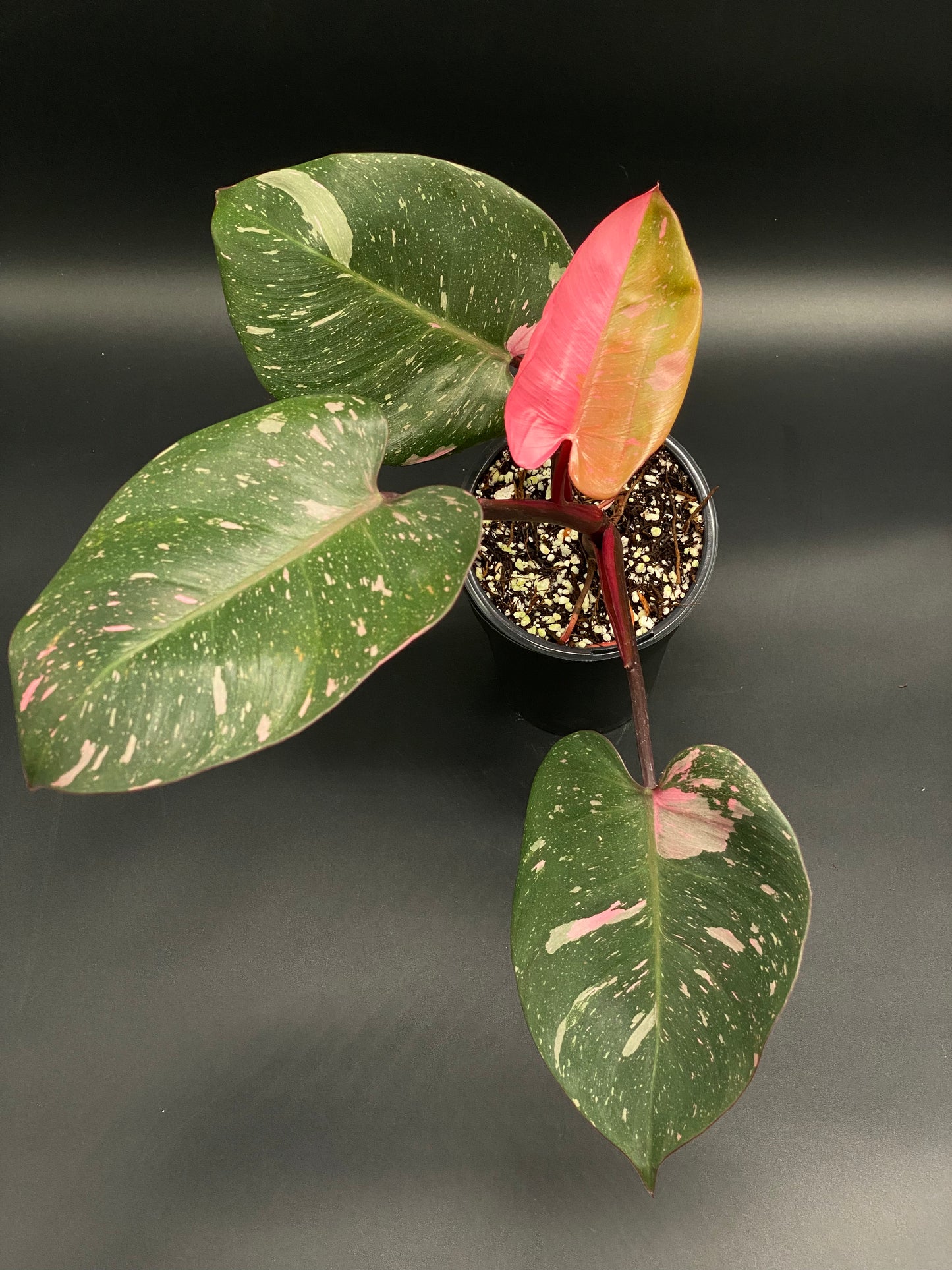 Philodendon sp. 'Cotton Candy' with dark green, leathery leaves featuring pale-pink variegation, including a strikingly pink new leaf, in a 4-inch nursery pot.
