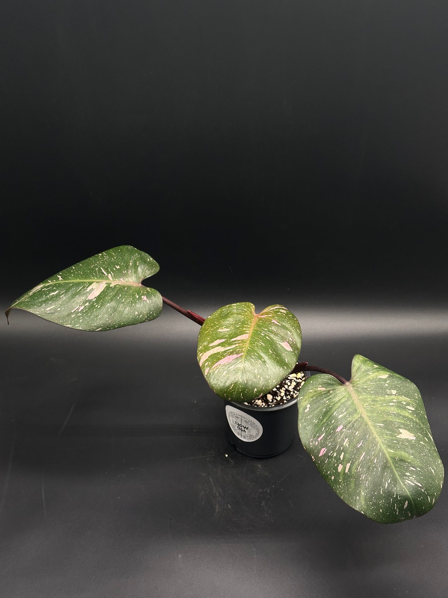Philodendon sp. 'Cotton Candy' in a 4-inch pot, featuring heart-shaped, dark green leaves with pale green and soft pink speckled variegation.