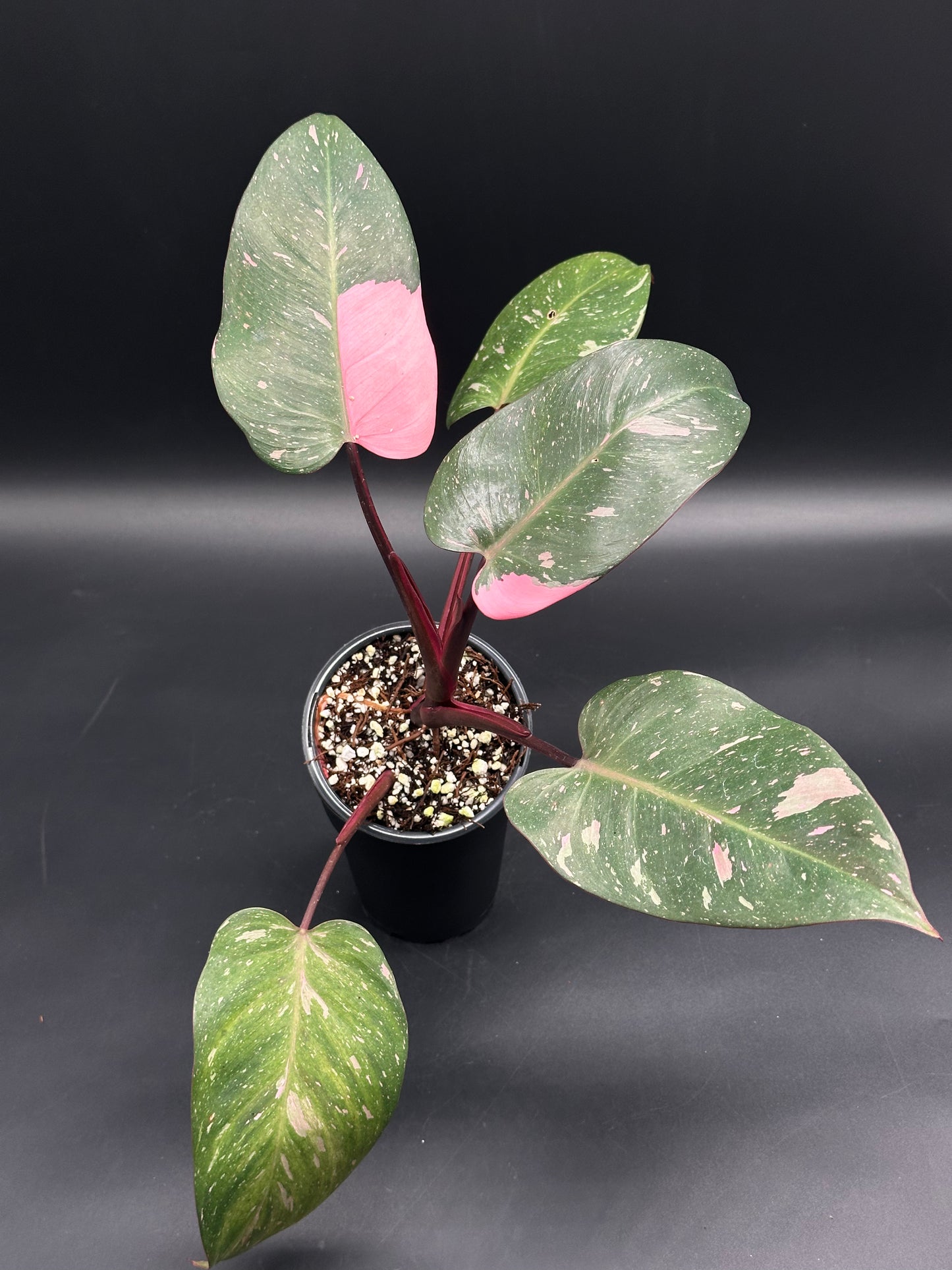 Philodendron sp. 'Cotton Candy' with pink-speckled variegation, in a 4-inch black pot, showcasing dark green leaves with bright pink patches, burgundy stems.
