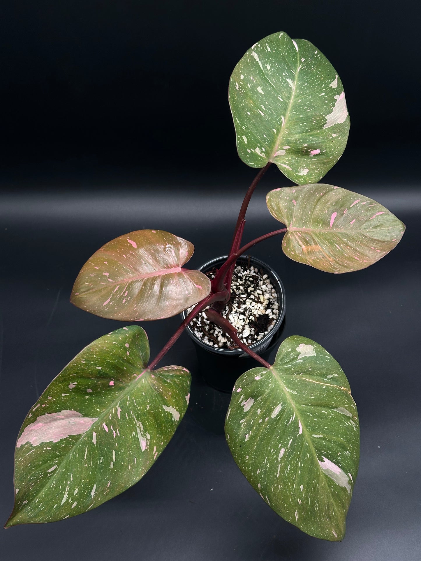 Philodendon sp. 'Cotton Candy' in black nursery pot, featuring heart-shaped leaves with pink variegation and dark red stems, set in perlite-rich medium.