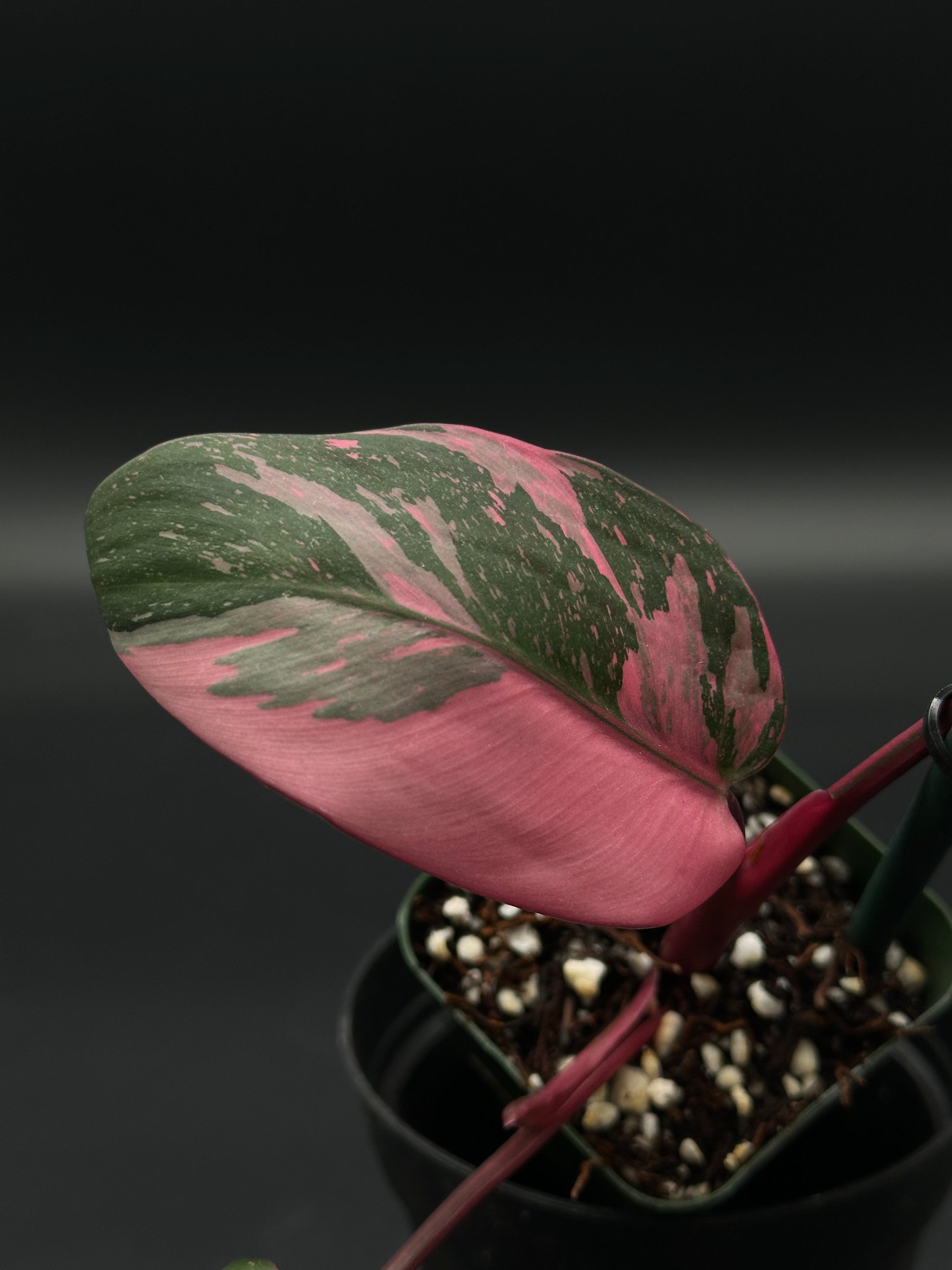 Philodendon sp. 'Cotton Candy' in a 4-inch pot, showcasing bright pink variegation, ideal for exotic houseplant enthusiasts.