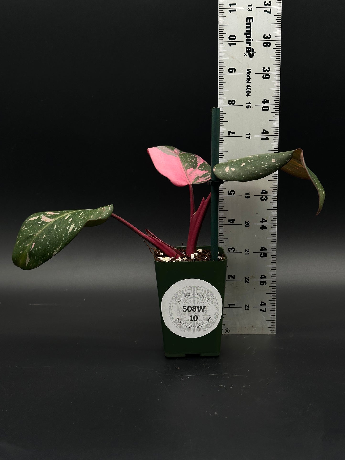 Philodendon sp. 'Cotton Candy' in a 4-inch pot, showcasing vibrant pink variegation. Perfect for collectors of rare, exotic houseplants.