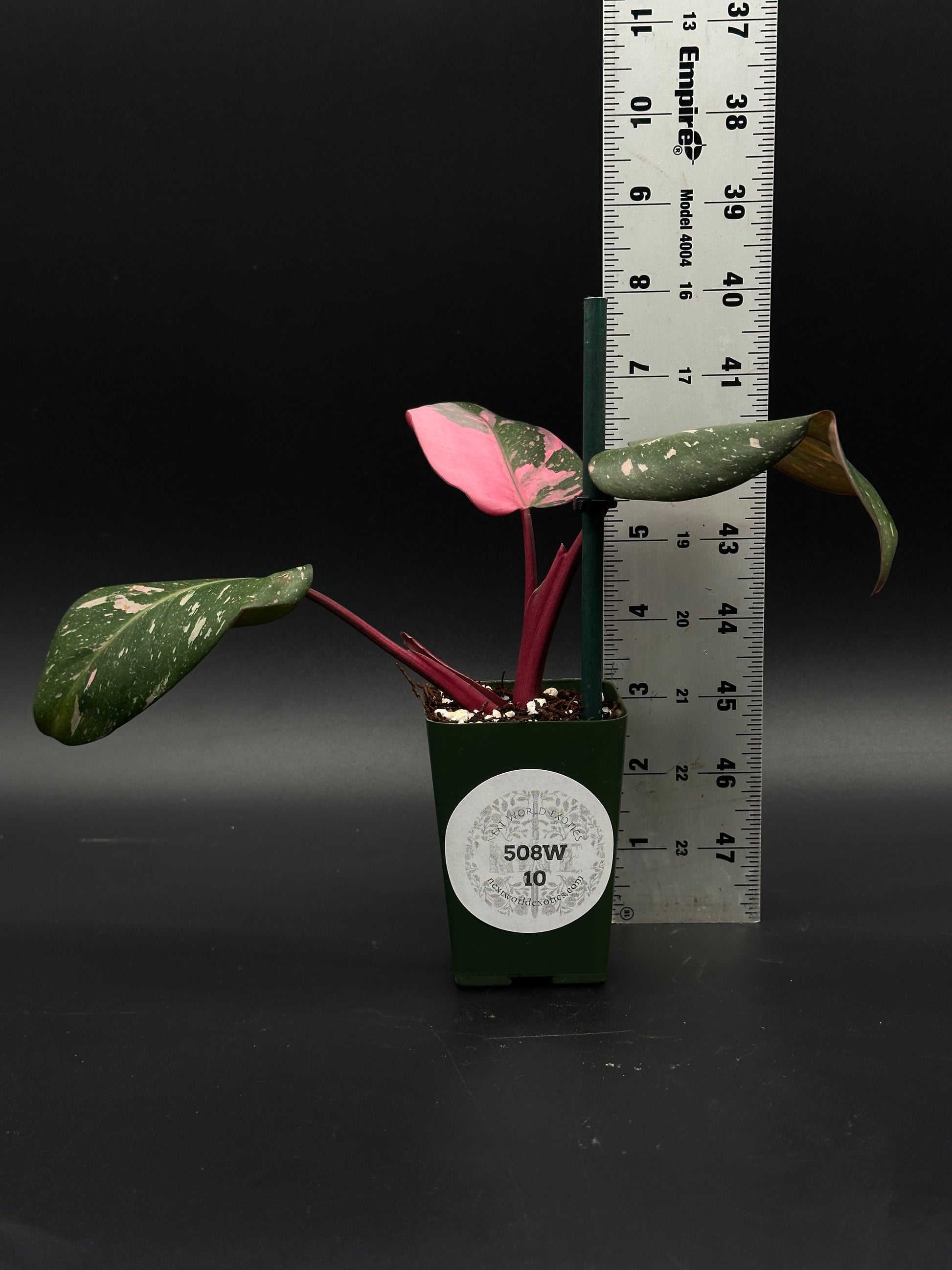 Philodendon sp. 'Cotton Candy' in a 4-inch pot, showcasing vibrant pink variegation. Perfect for collectors of rare, exotic houseplants.