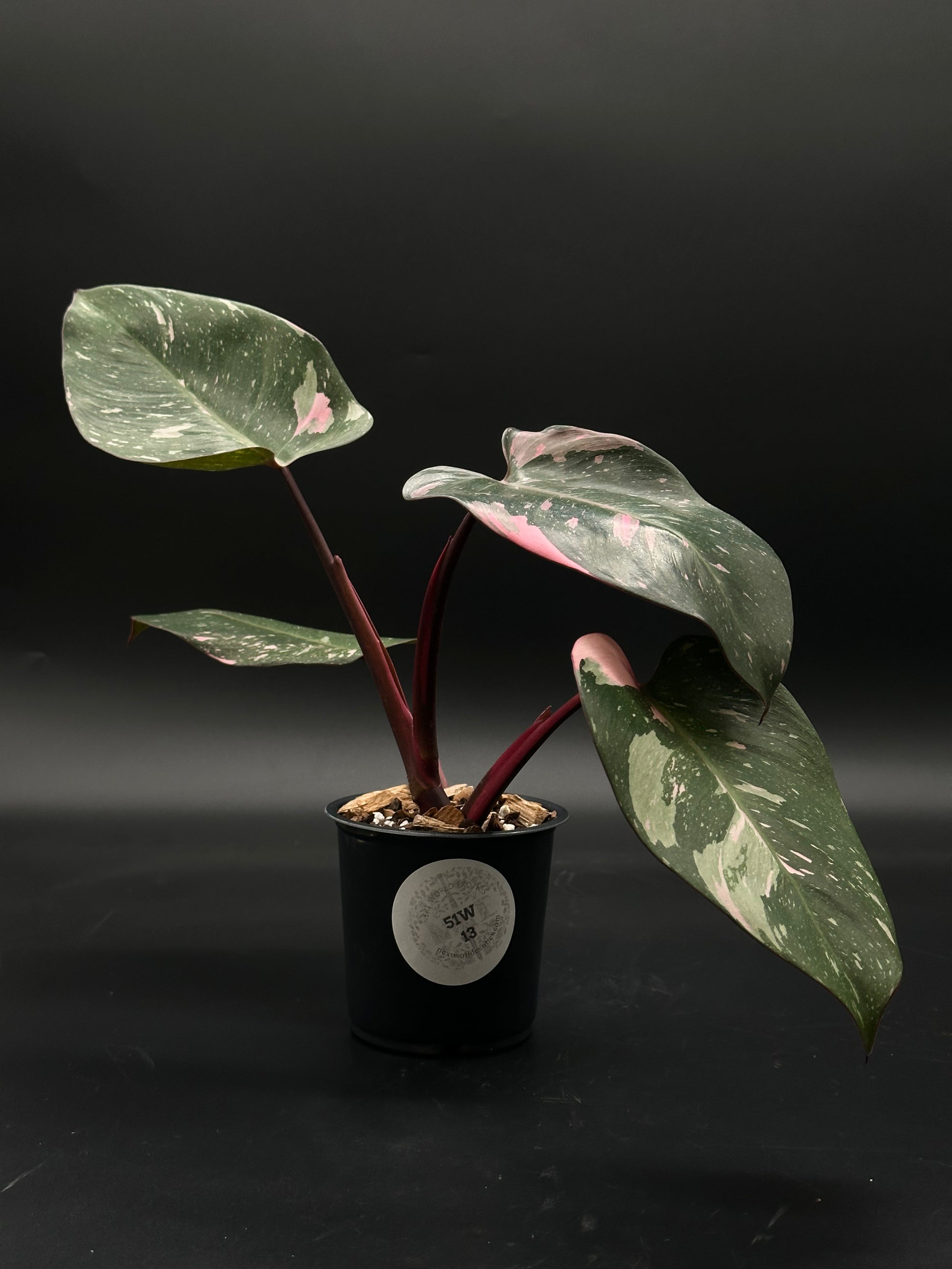 Philodendon sp. 'Cotton Candy' with bright pink variegation, well-rooted in a 4-inch pot, showcasing its lush foliage, ideal for exotic plant enthusiasts.