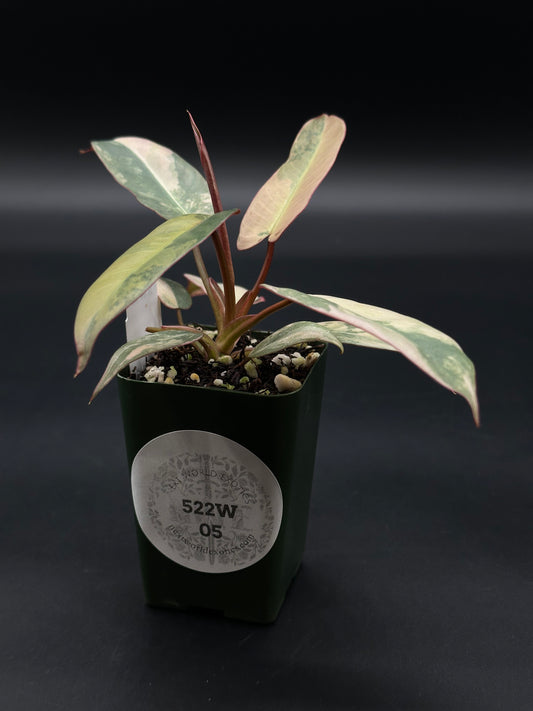 Philodendron Atabapoense Variegated Pink (522W05) in a 4-inch pot, showcasing elongated, glossy leaves with a striking mix of green and burgundy hues.
