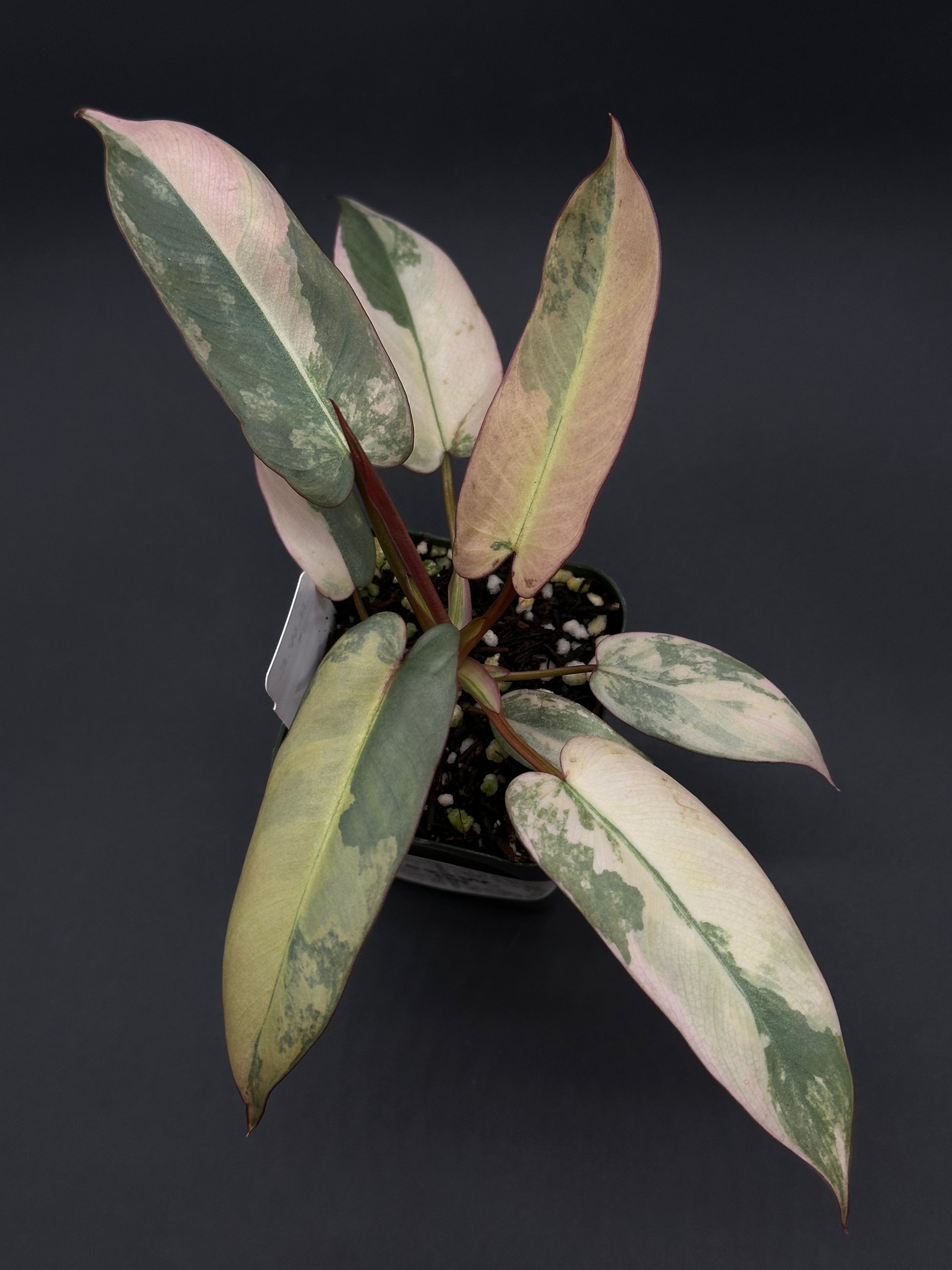 Philodendron Atabapoense Variegated Pink (522W05) in a 4-inch pot, showcasing elongated, arrow-shaped leaves with a glossy texture and exotic appearance.