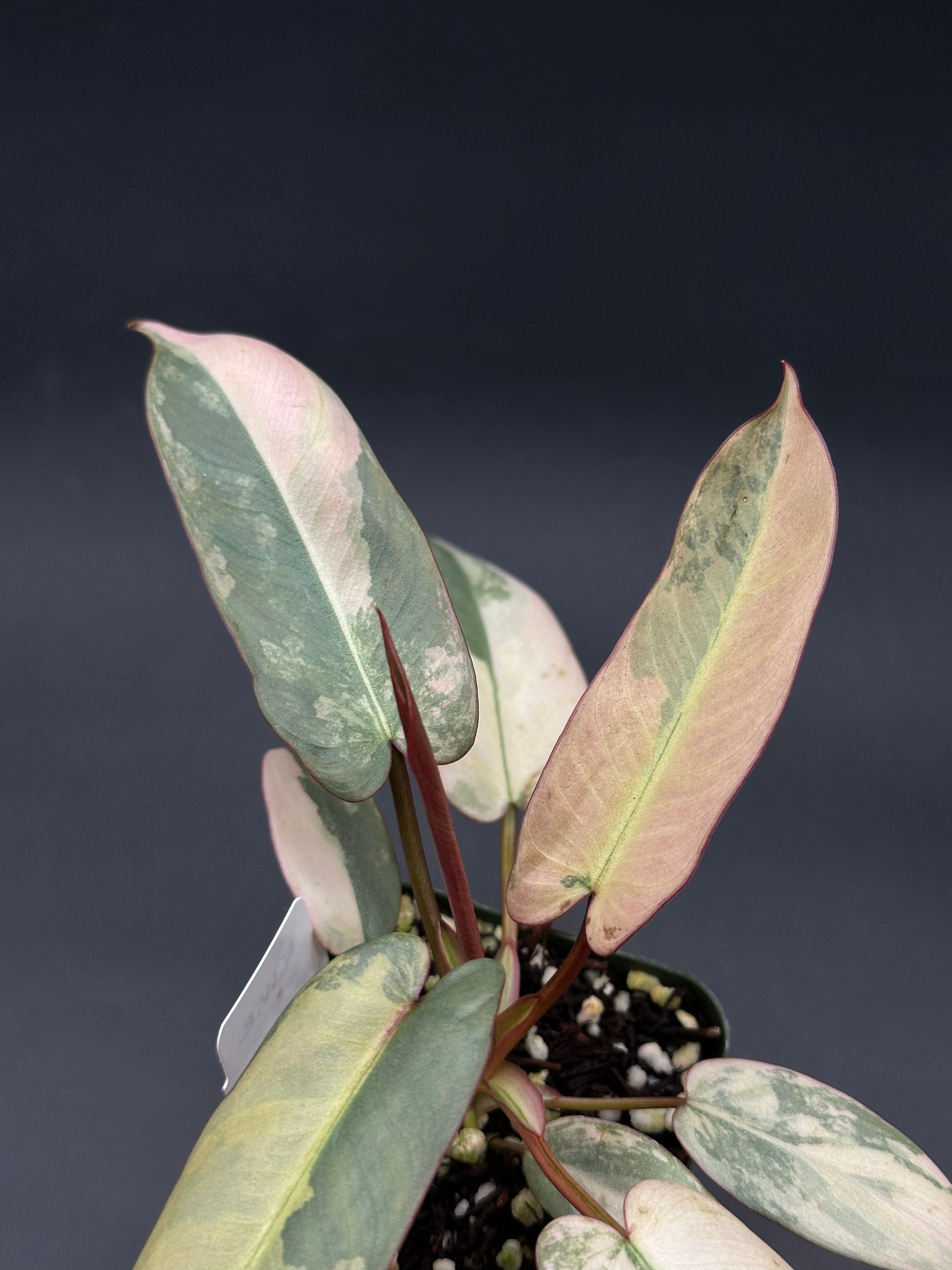 Philodendron Atabapoense Variegated Pink (522W05) growing in a 4-inch pot, showcasing elongated, arrow-shaped leaves with glossy, smooth textures.