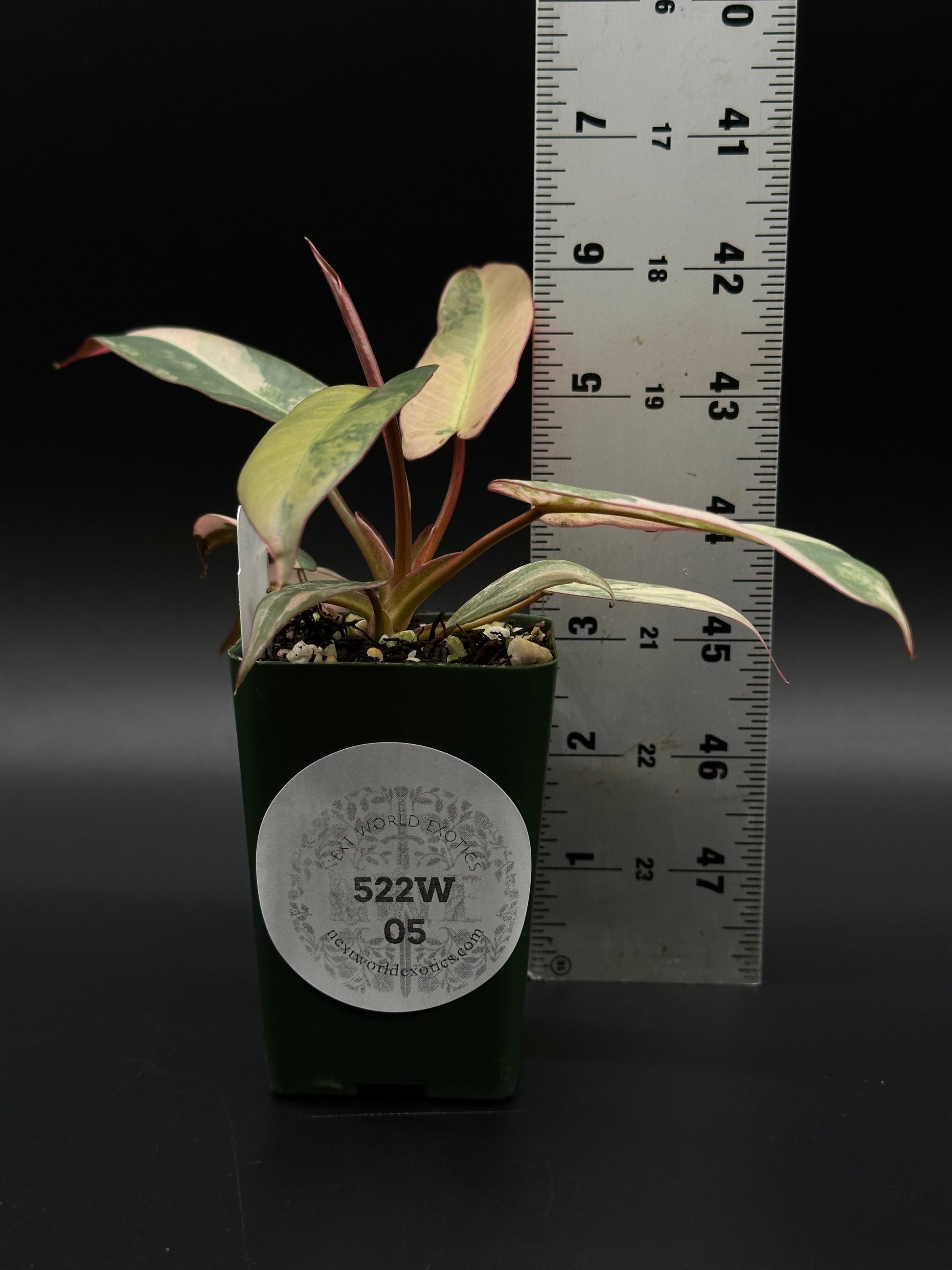 Philodendron Atabapoense Variegated Pink (522W05) in a 4-inch pot, showcasing elongated, glossy arrow-shaped leaves with a unique texture.