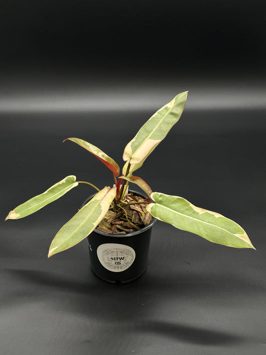 Philodendron Atabapoense Variegated White in a black pot, showcasing elongated leaves, ideal for houseplant enthusiasts.