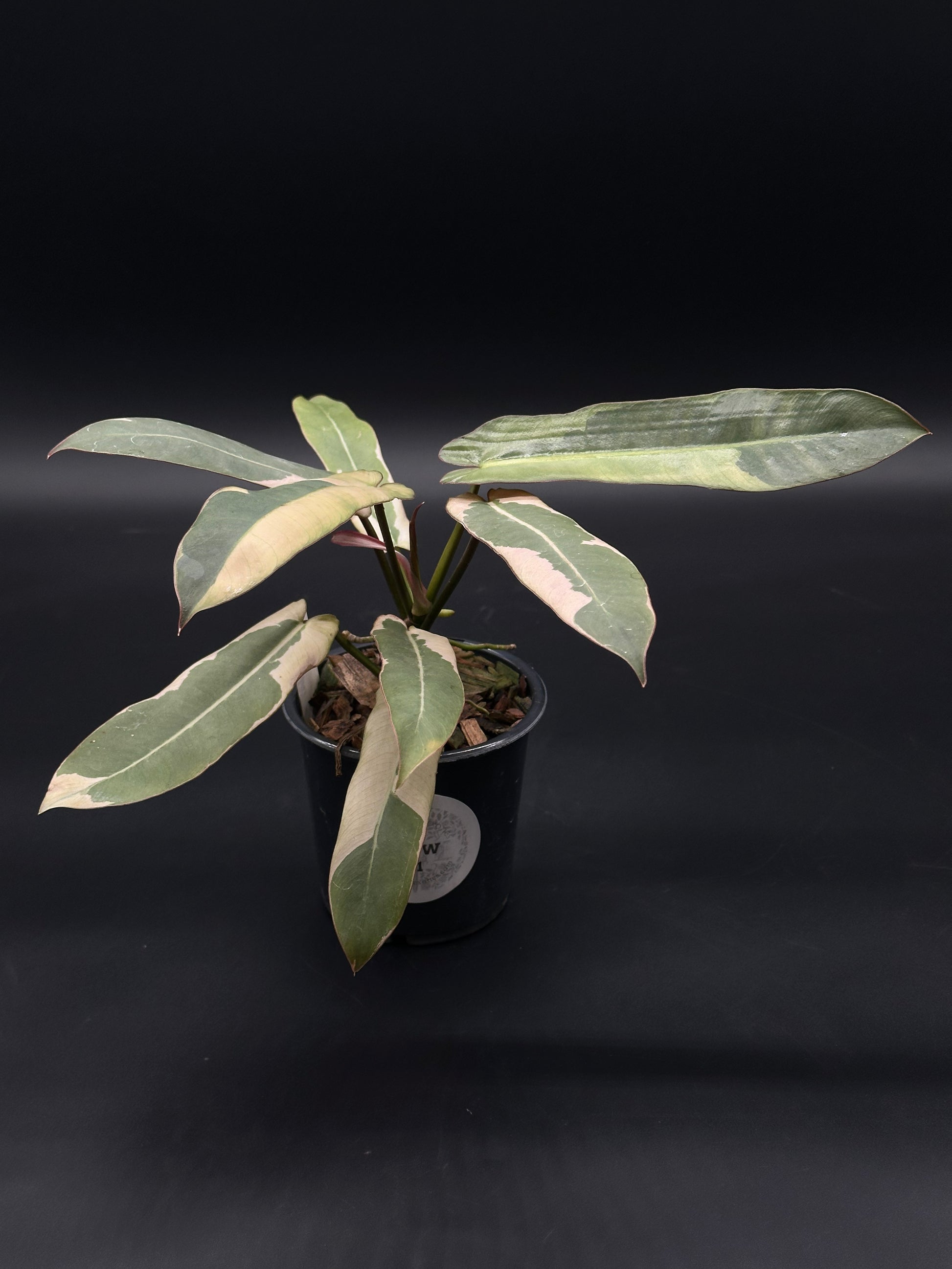 Philodendron Atabapoense Variegated White (508W31) in a 4-inch pot, showcasing elongated, glossy leaves with a distinctive texture, perfect for plant enthusiasts.