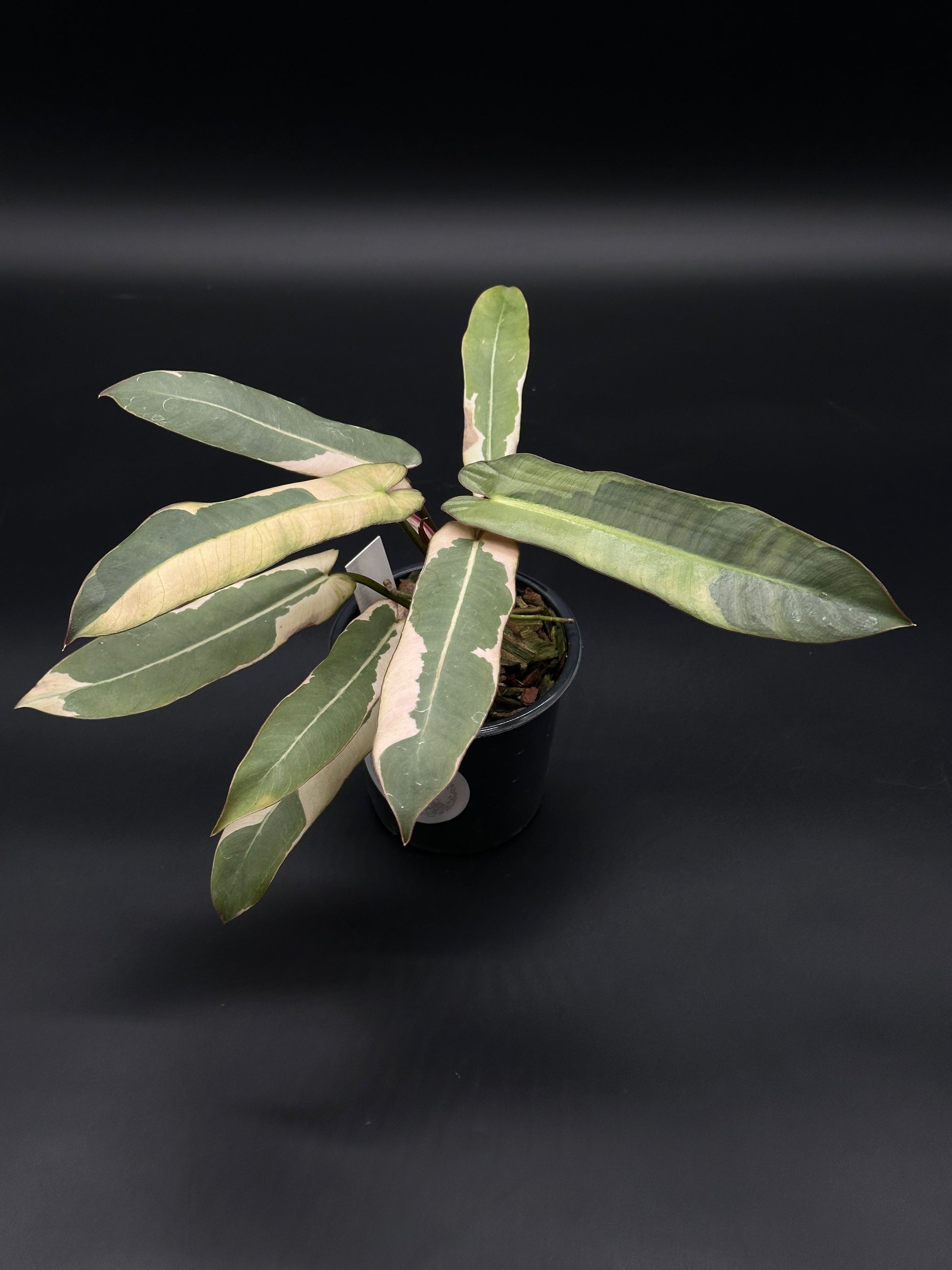 Philodendron Atabapoense Variegated White (508W31) in a 4-inch pot, showcasing its elongated leaves with a striking texture and exotic appeal.