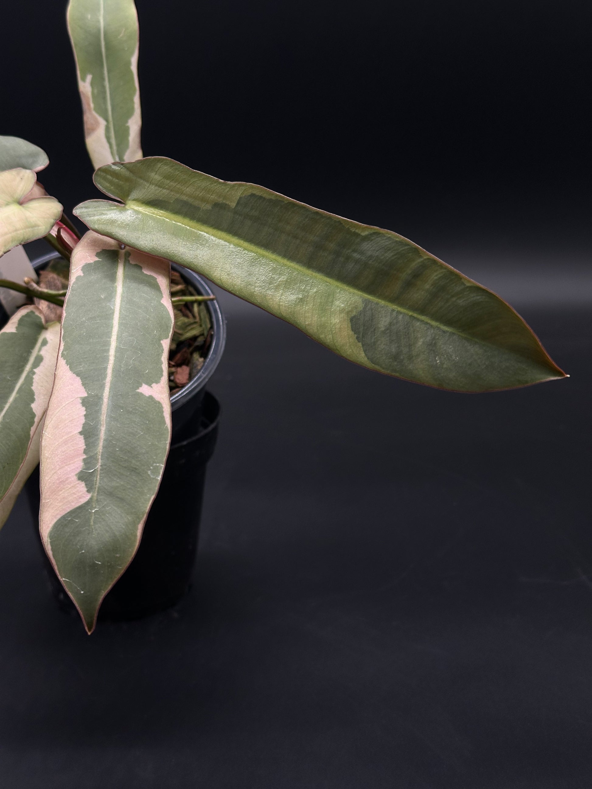 Philodendron Atabapoense Variegated White in a 4-inch pot, showcasing elongated, arrow-shaped leaves with a striking visual appeal.
