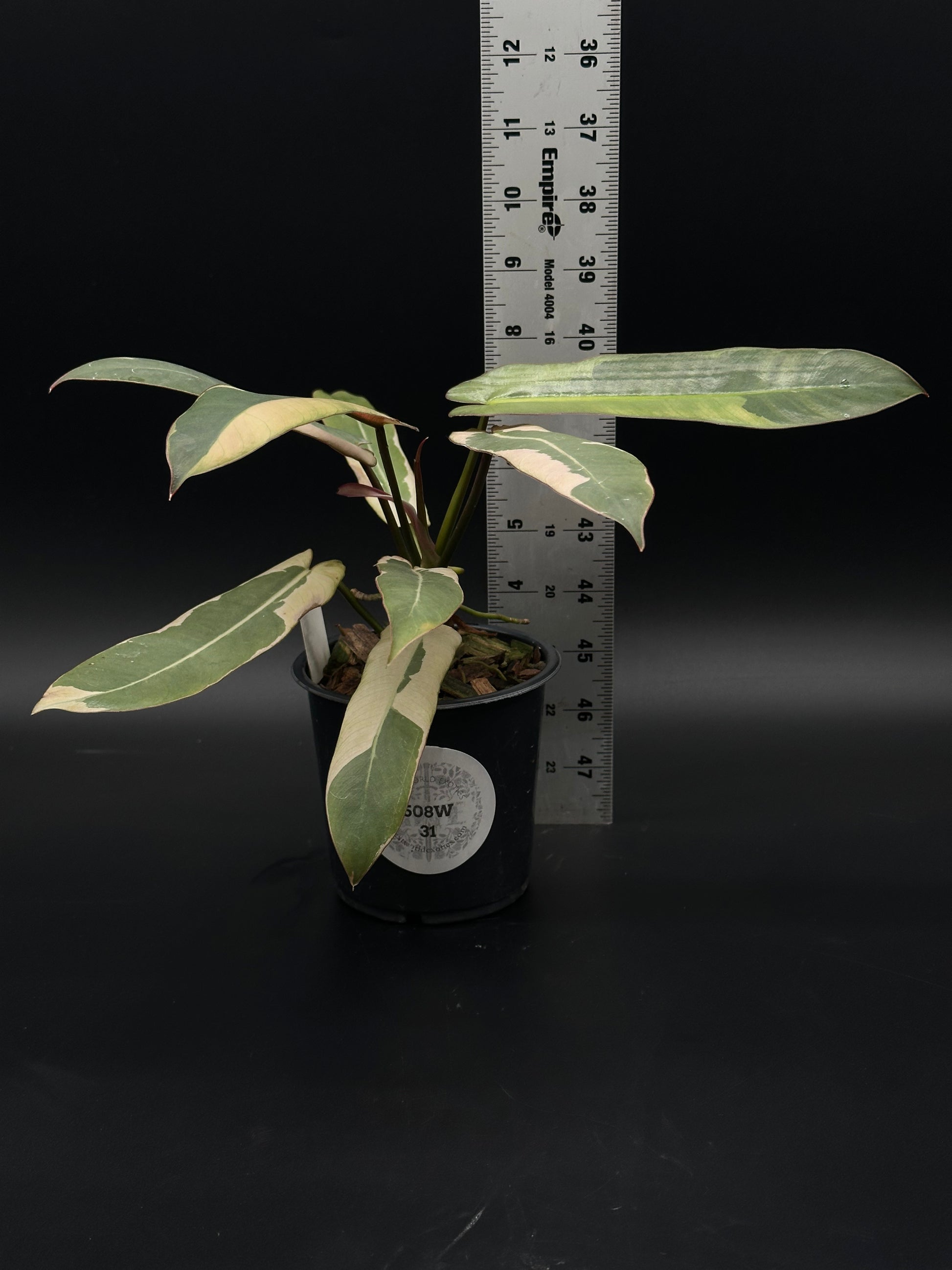 Philodendron Atabapoense Variegated White (508W31) in a 4-inch pot featuring elongated, glossy leaves with a striking variegation pattern.