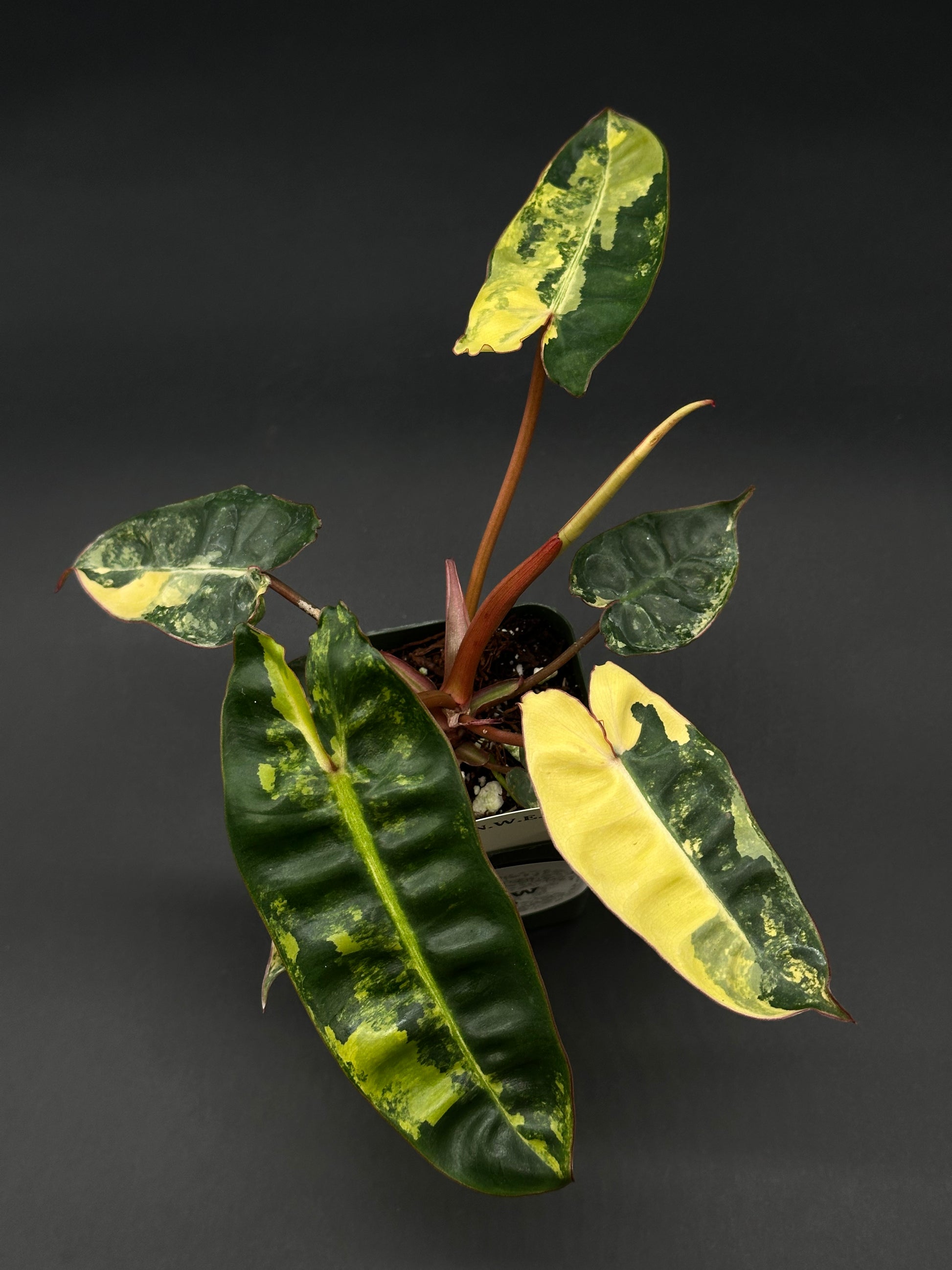 Philodendron Billietiae Variegated growing in a 4-inch pot, featured by Next World Exotics, known for rare variegated tropical houseplants.