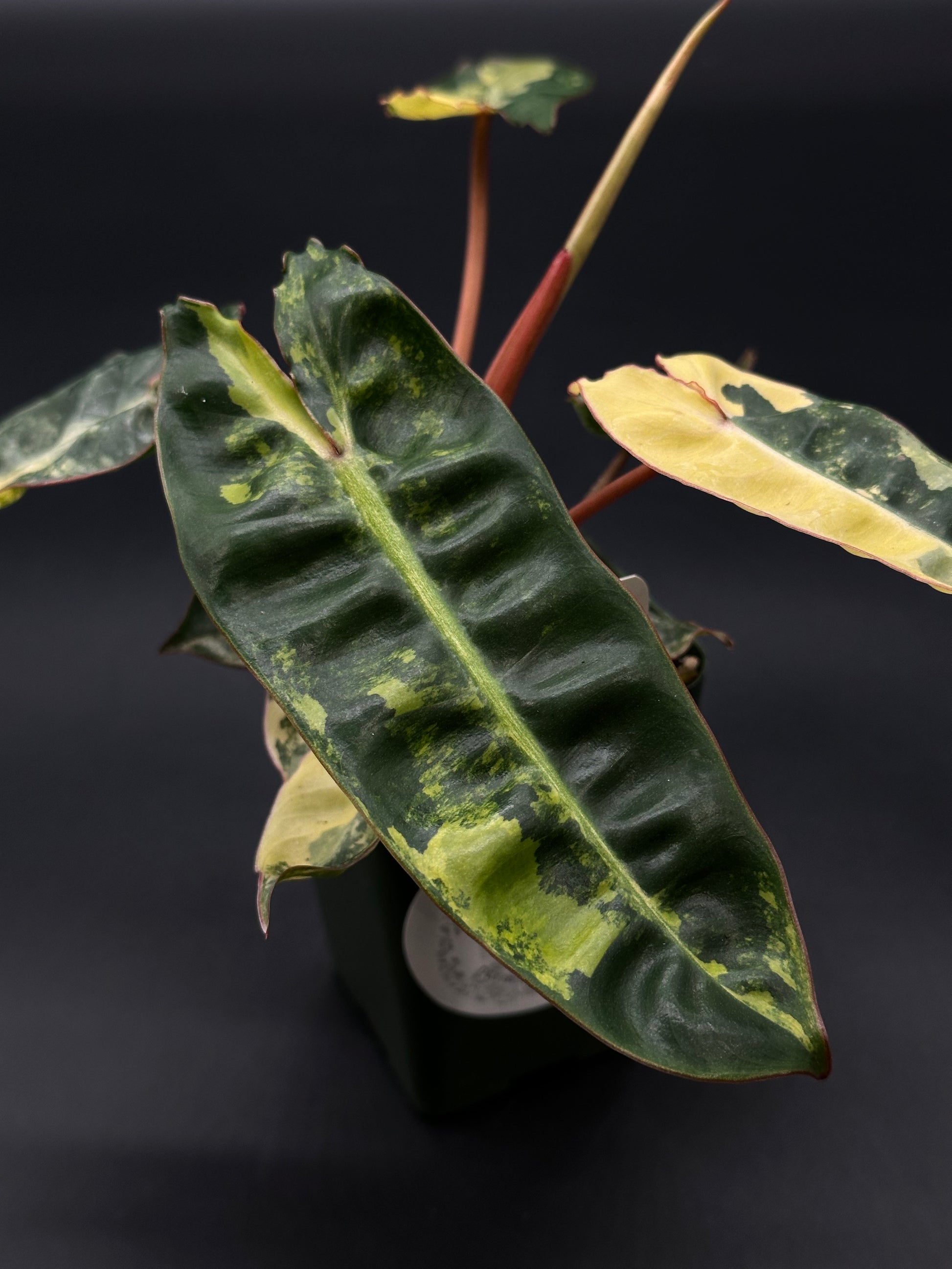 Philodendron Billietiae Variegated (522W06) in a 4-inch pot, showcasing its unique variegated foliage. Perfect for exotic houseplant enthusiasts and collectors.