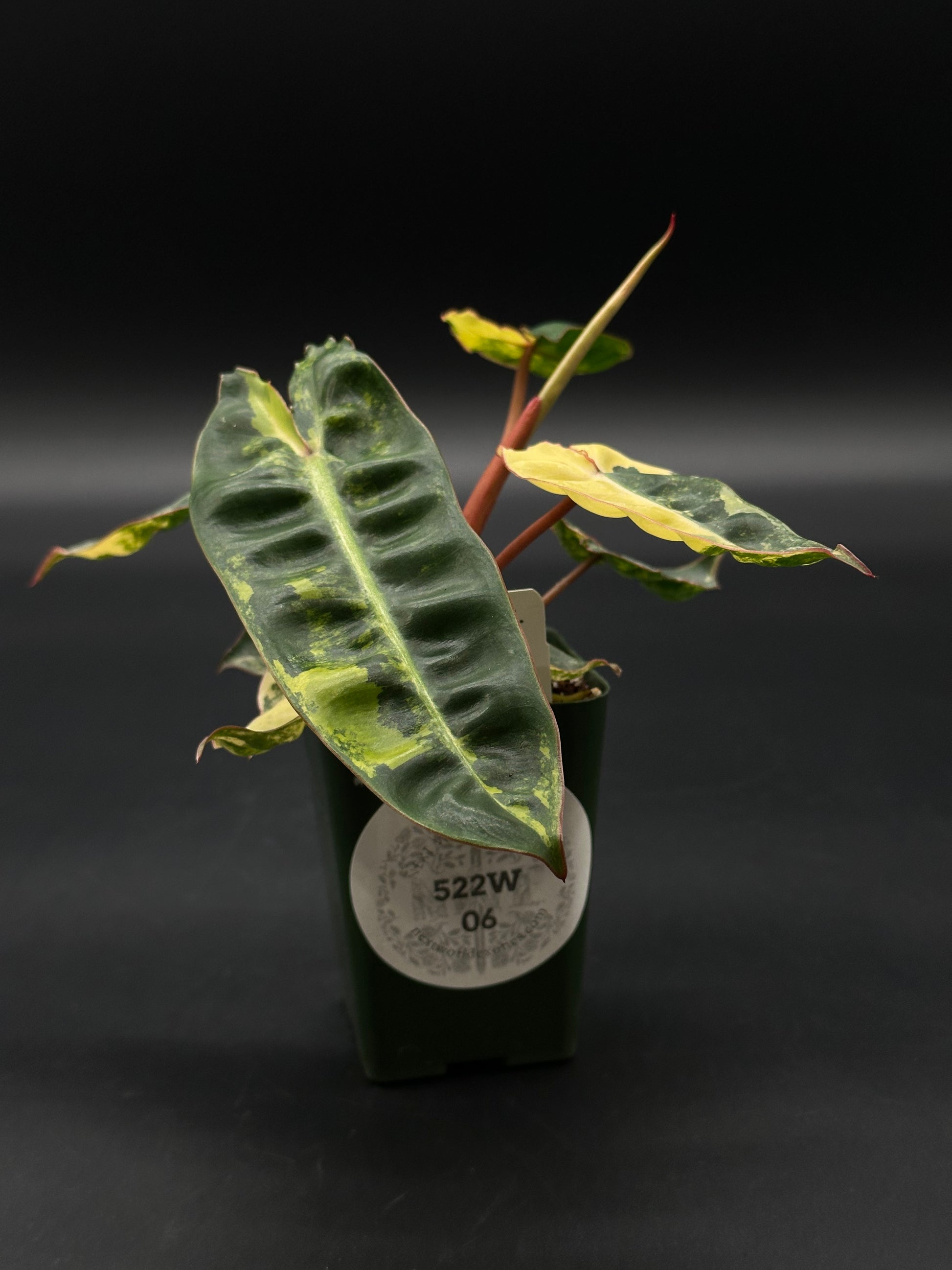 Philodendron Billietiae Variegated in a 4-inch pot, showcasing its distinctive variegation. Ideal for collectors of rare tropical houseplants from Next World Exotics.