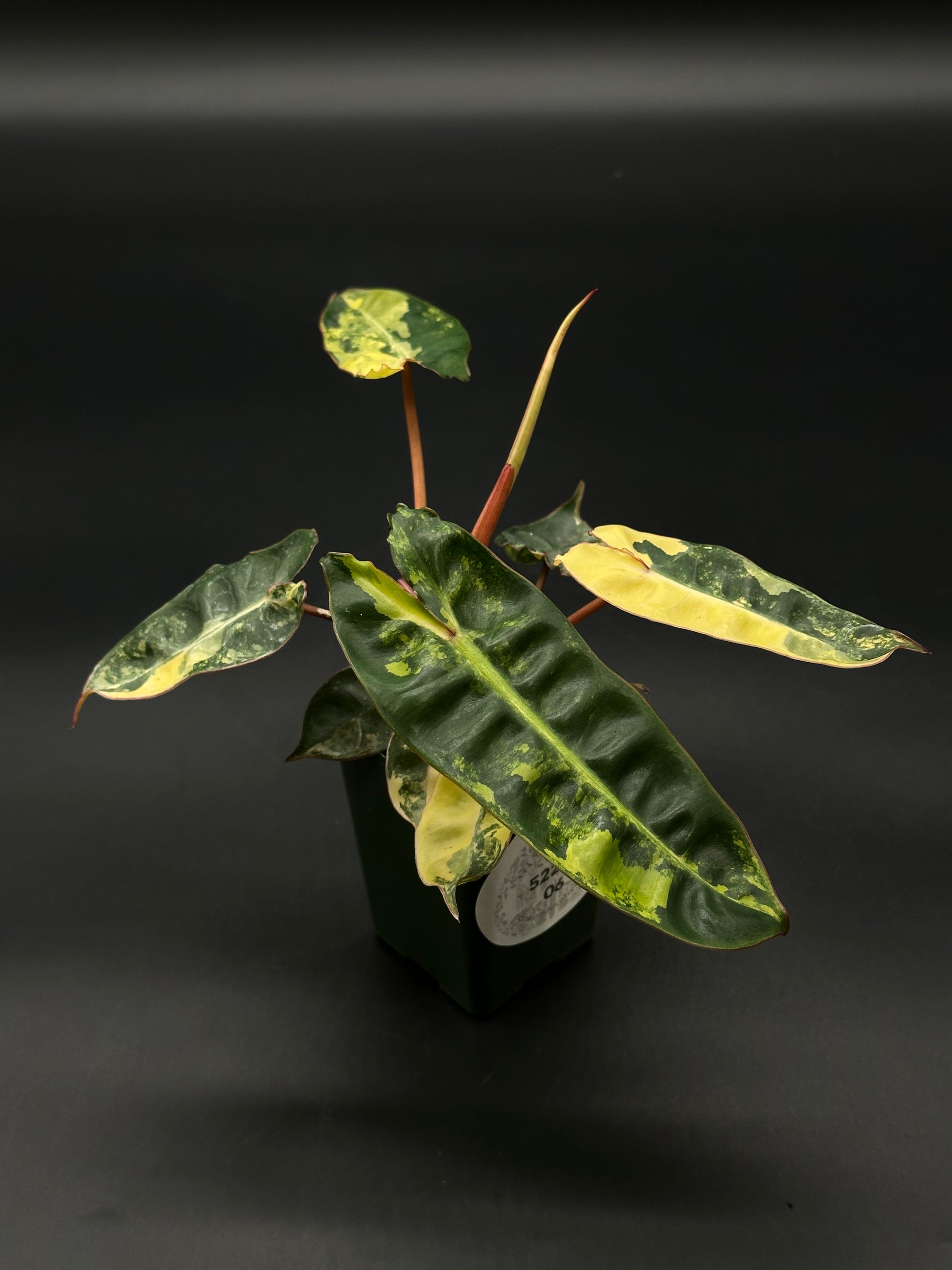 Philodendron Billietiae Variegated in a 4-inch pot, showcasing its unique leaf patterns. Ideal for collectors of rare tropical houseplants.
