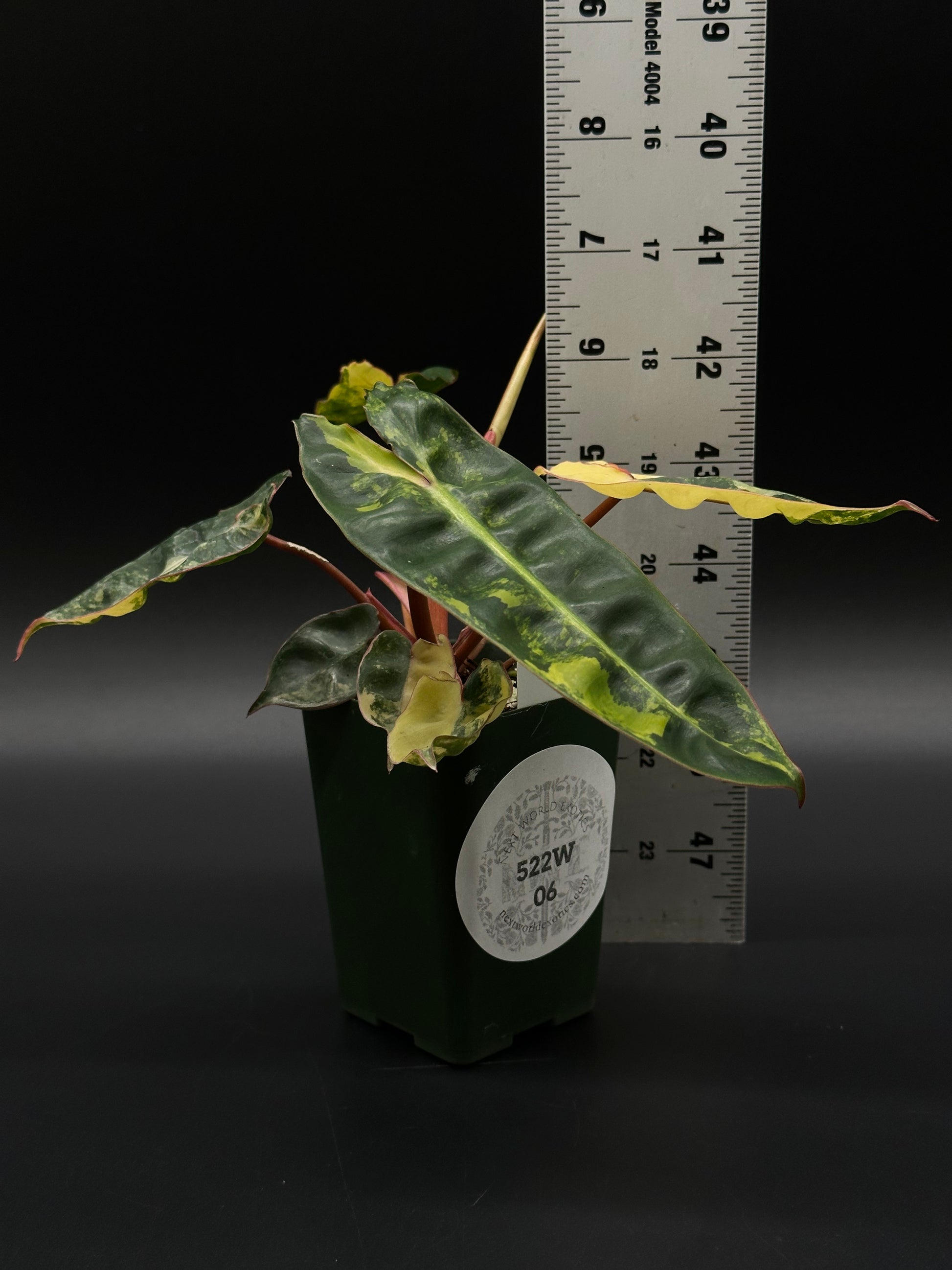 Philodendron Billietiae Variegated (522W06) in a 4-inch pot, showcasing its unique variegation, ideal for exotic plant collectors and enthusiasts.
