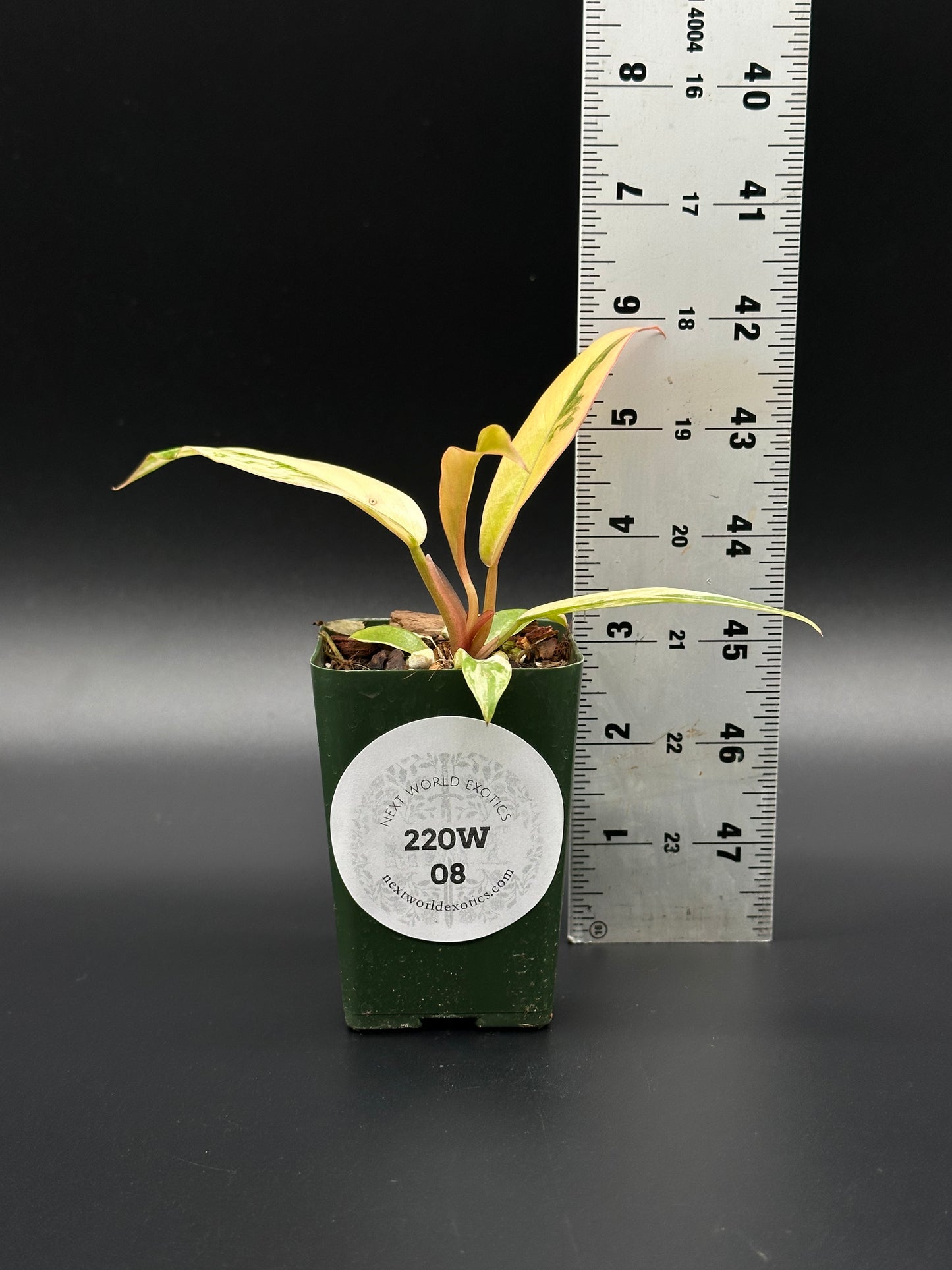 Philodendron 'Caramel Marble' in a 2.5-inch pot next to a ruler, showcasing its distinctive foliage with deep serrated edges and variegated pattern.