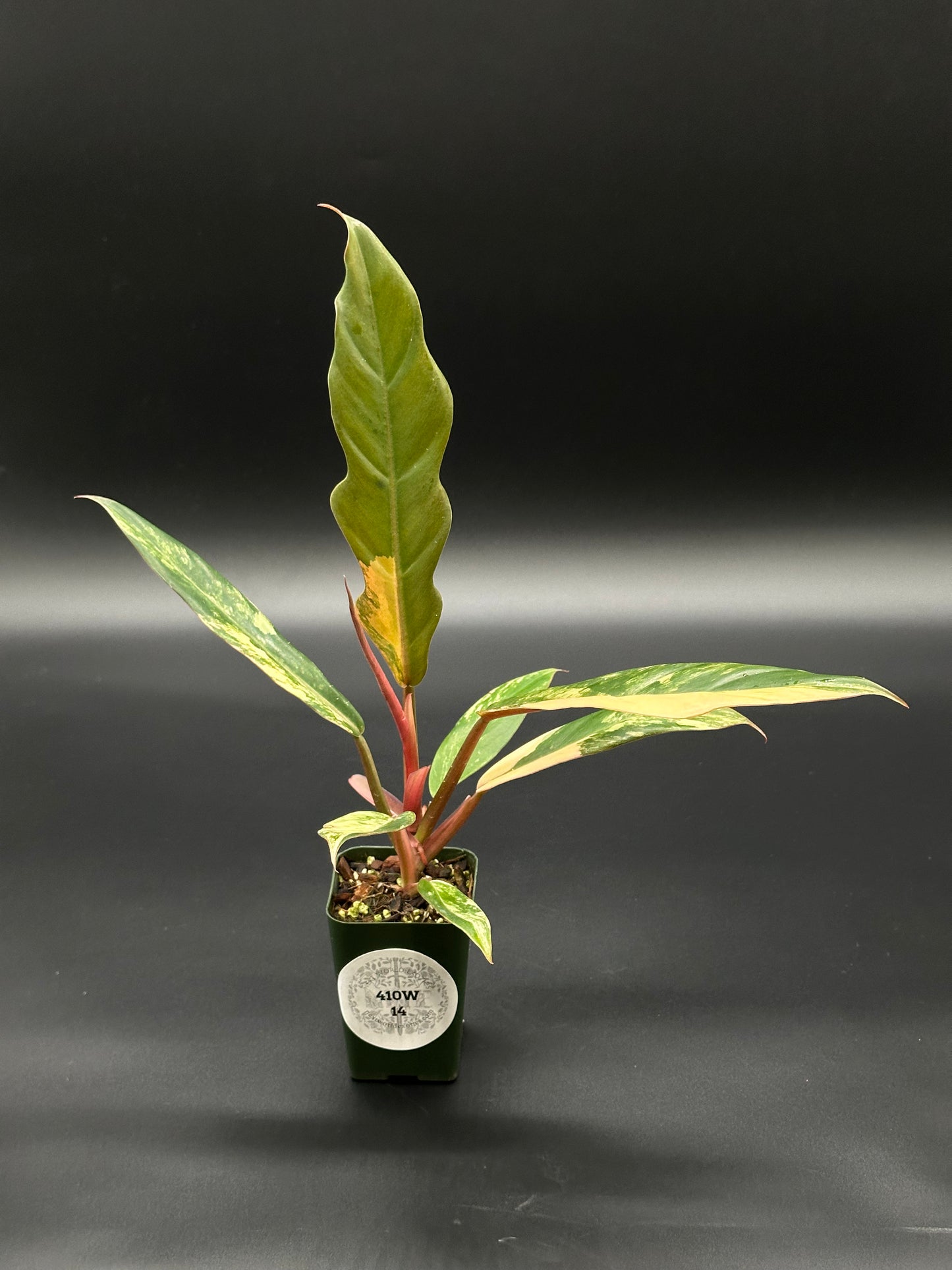Philodendron 'Caramel Marble' in a 2.5-inch pot, showcasing its distinctive variegated leaves with serrated edges transitioning from caramel to dark green.