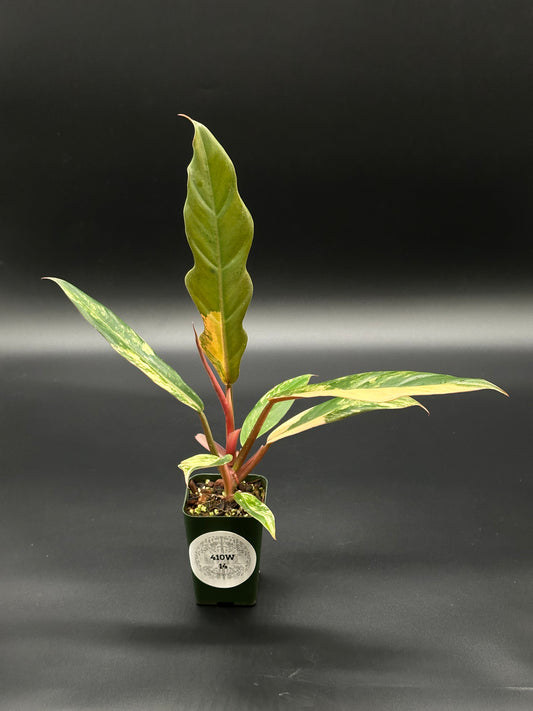 Philodendron 'Caramel Marble' in a 2.5-inch pot, showcasing its distinctive variegated leaves with serrated edges transitioning from caramel to dark green.